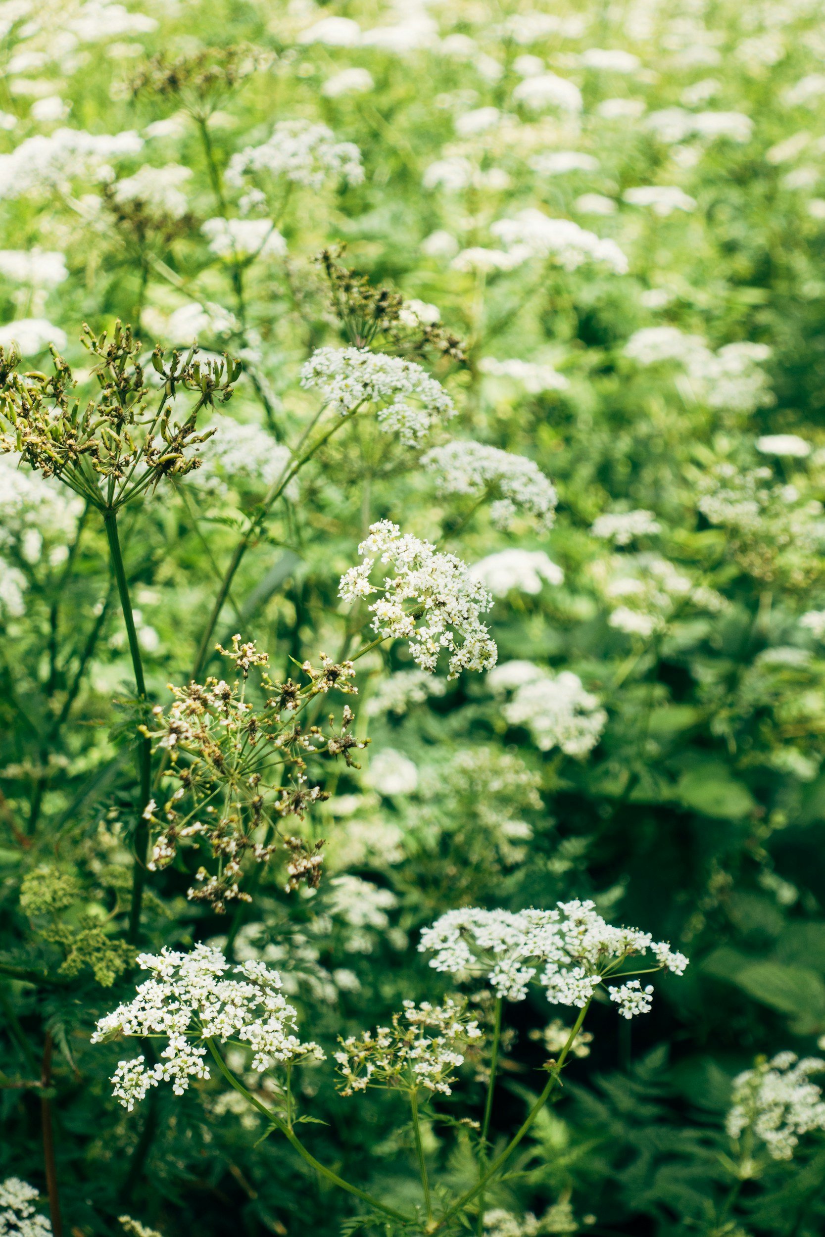 Yarrow (Achillea millefolium)