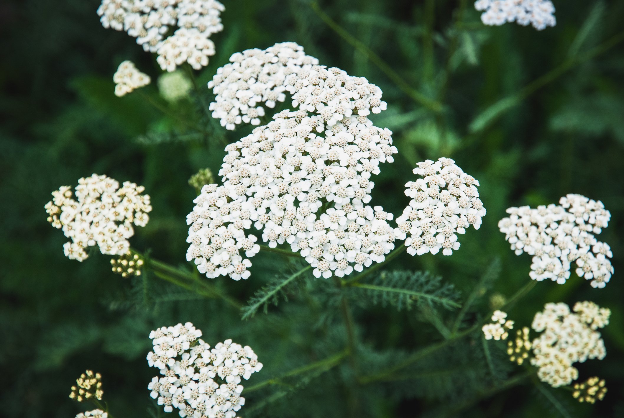 Yarrow (Achillea millefolium)