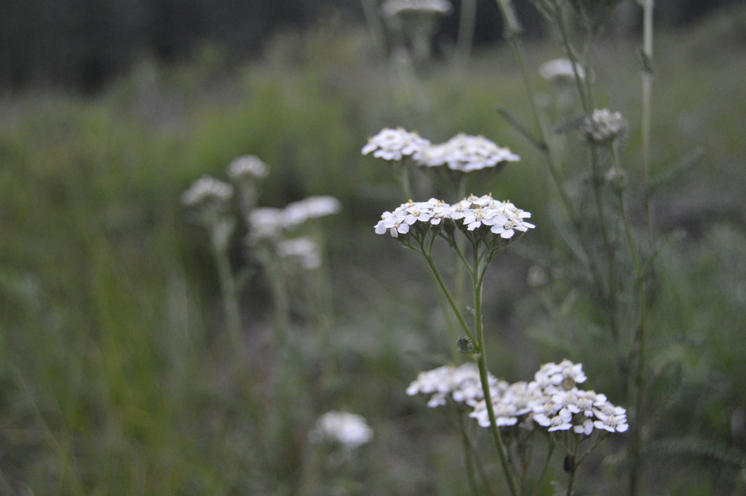 Yarrow (Achillea millefolium)