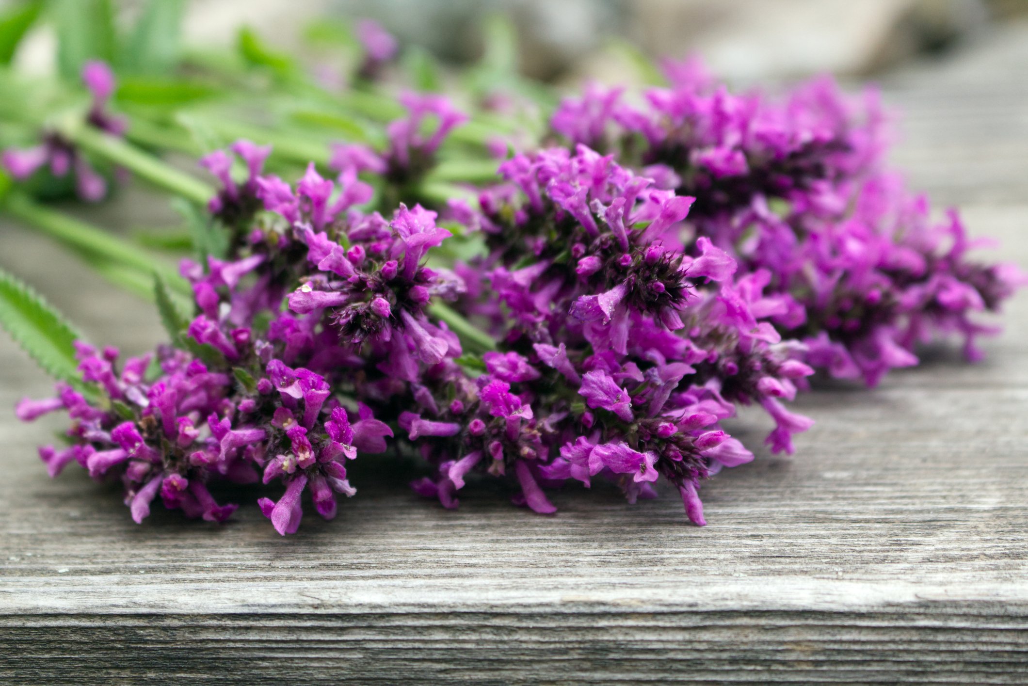 Wood Betony (Betonica officinalis)