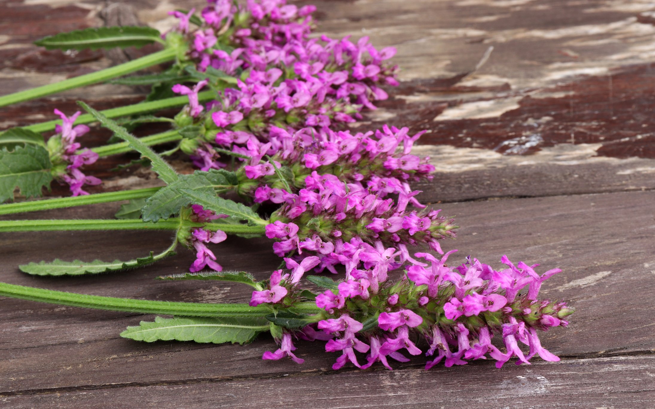 Wood Betony (Betonica officinalis)