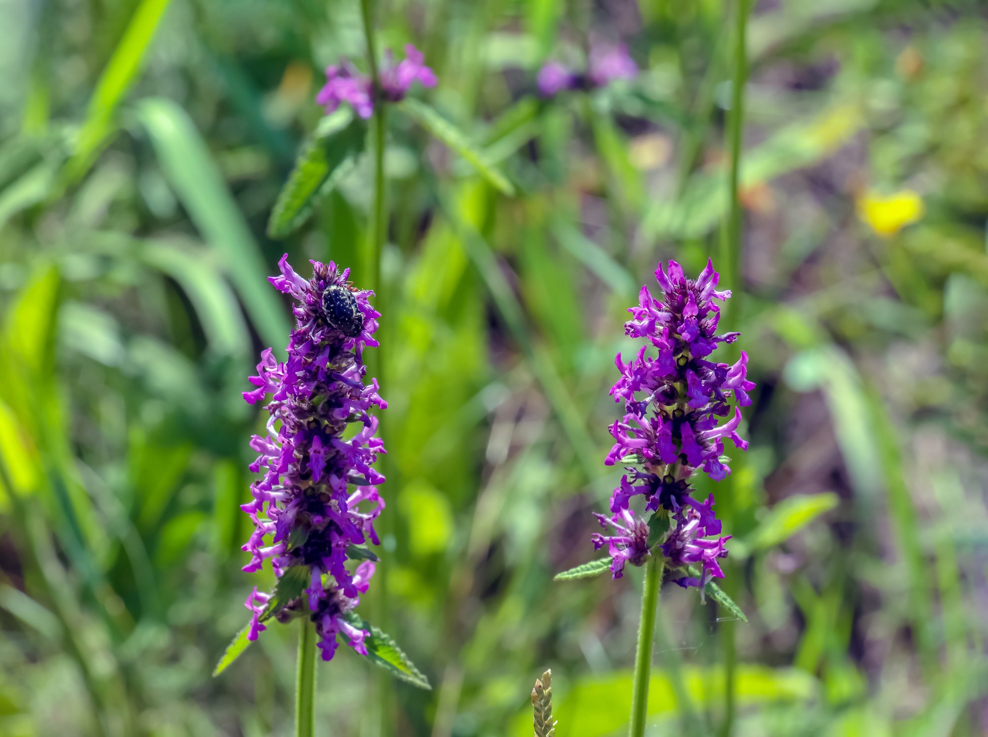 Wood Betony (Betonica officinalis)