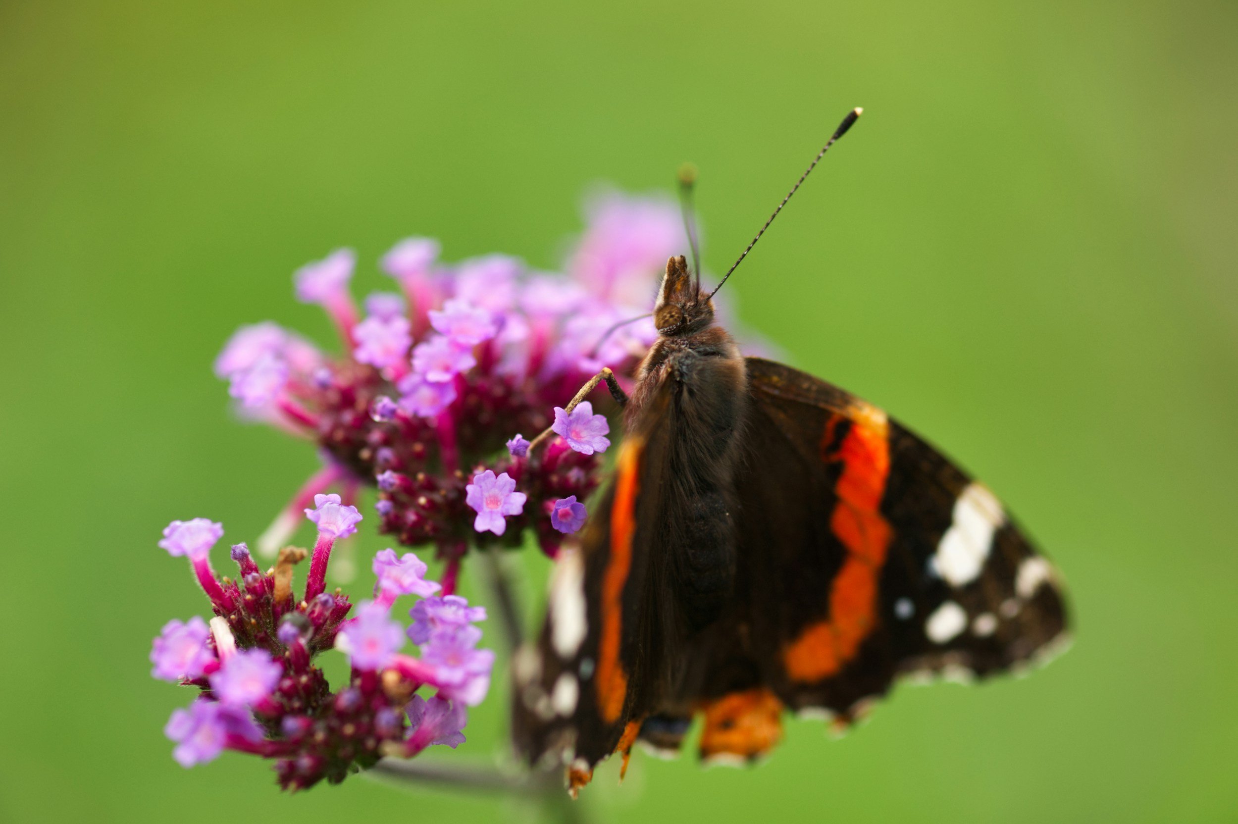 Vervain (Verbena officinalis)