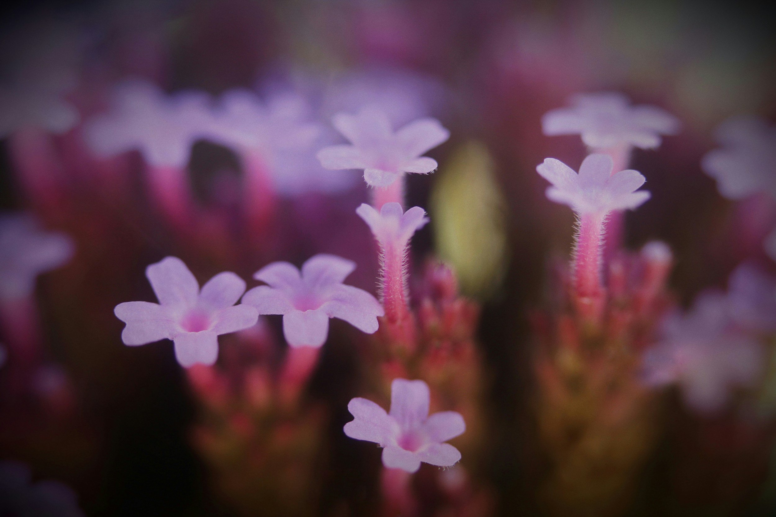 Vervain (Verbena officinalis)