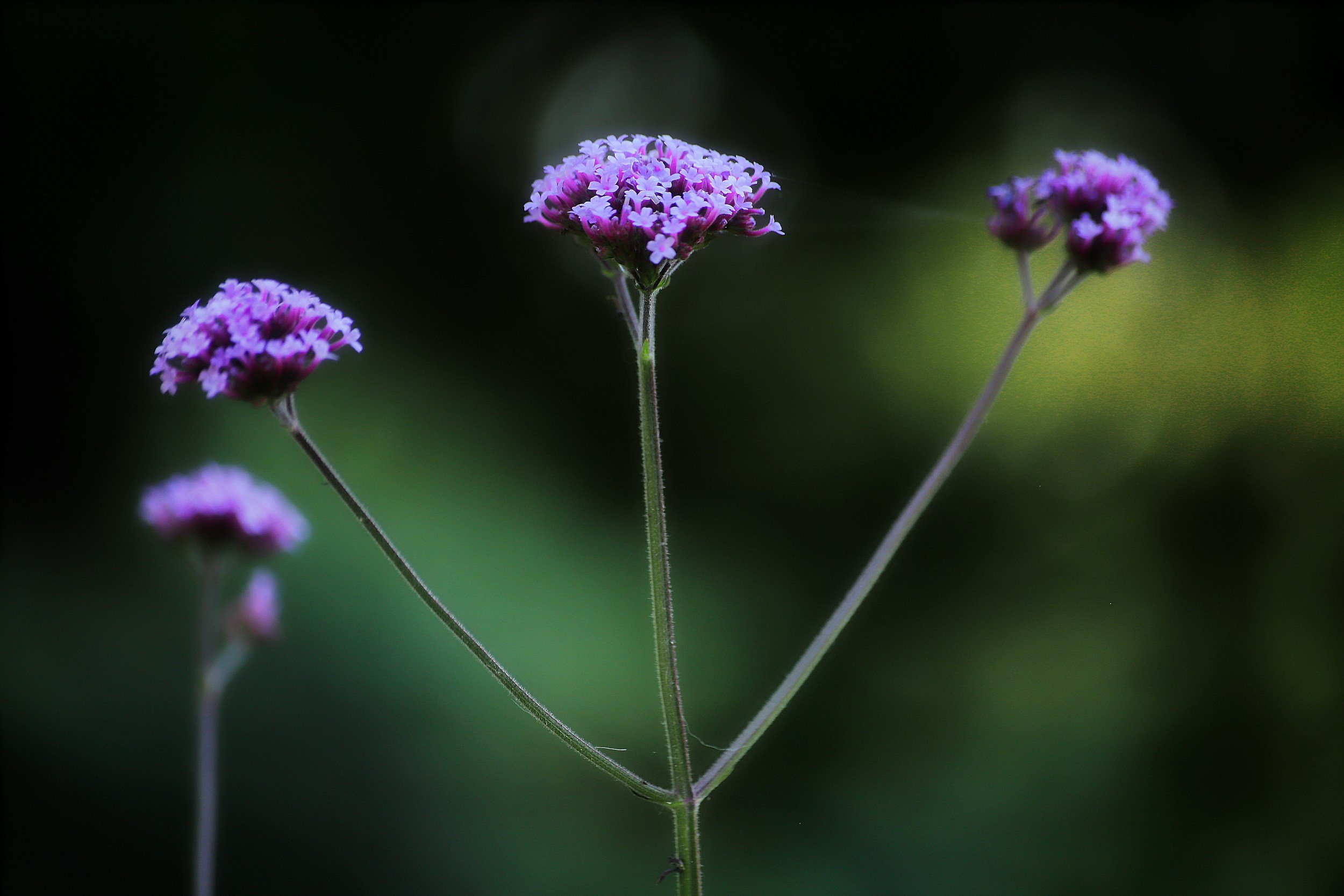 Vervain (Verbena officinalis)