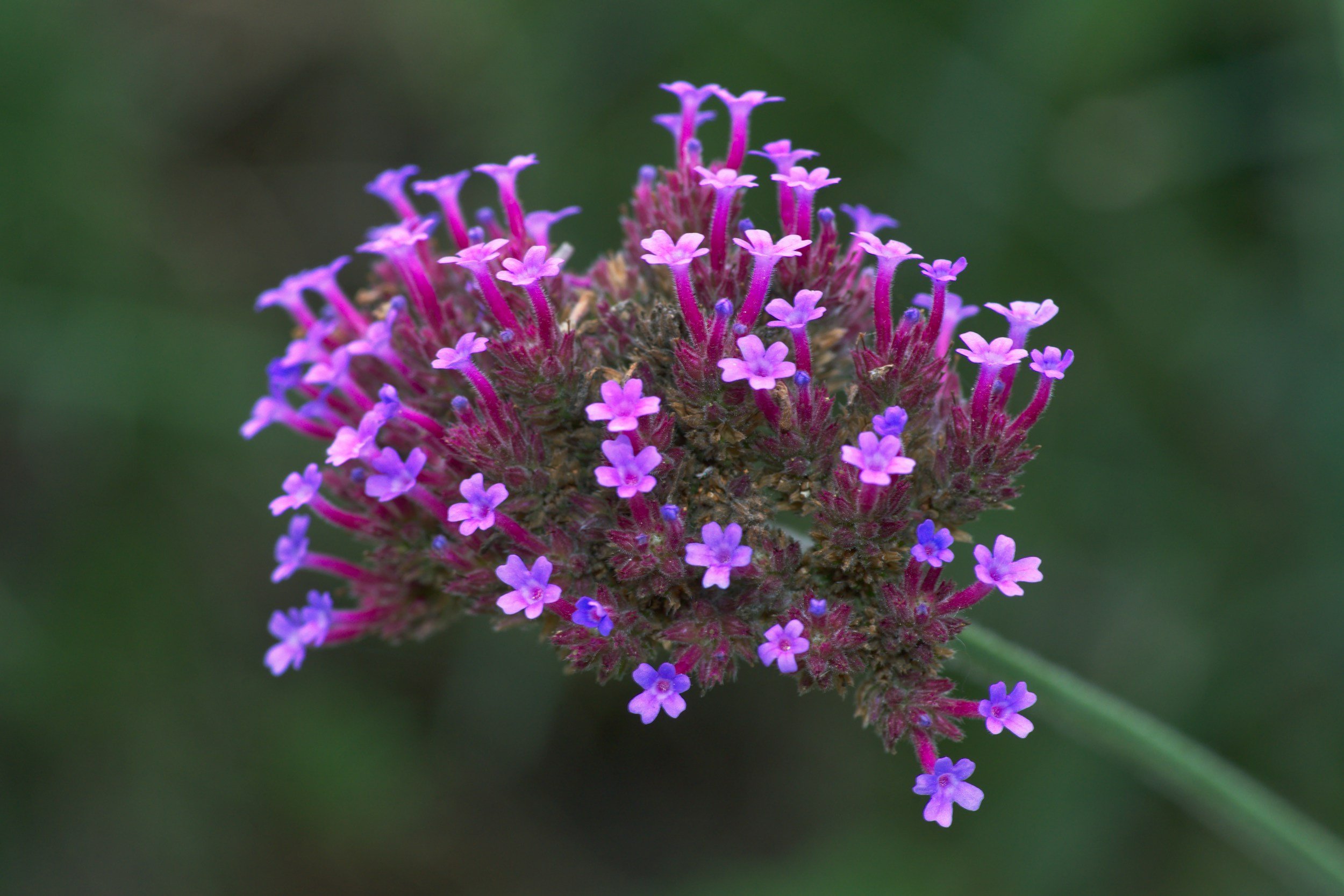 Vervain (Verbena officinalis)
