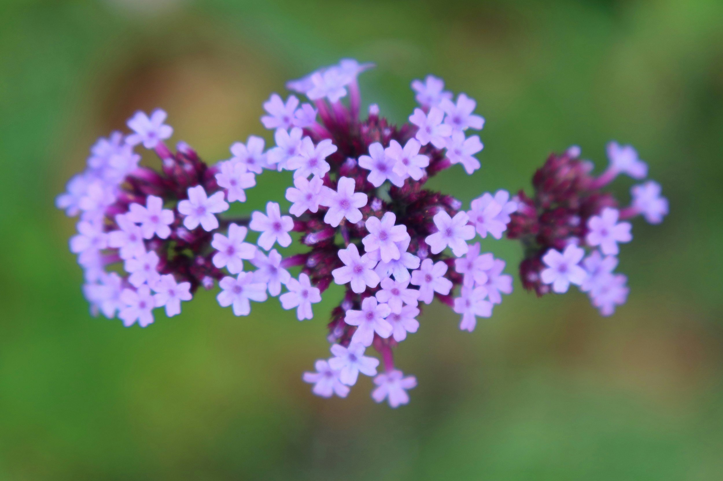 Vervain (Verbena officinalis)