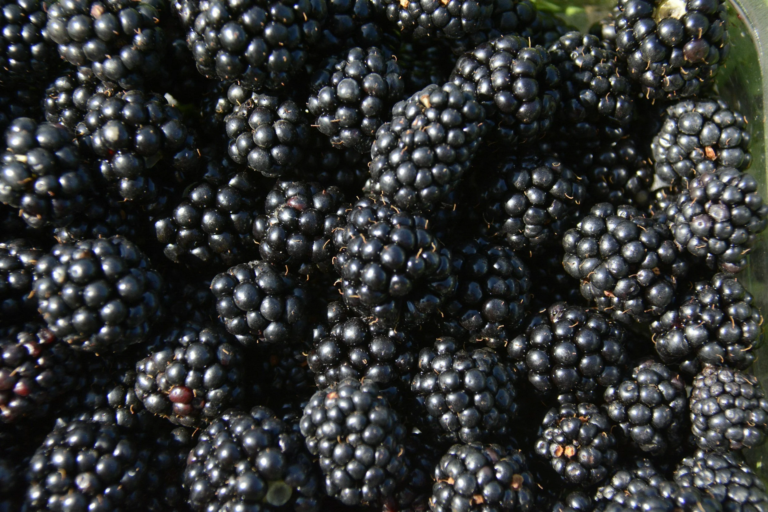 A close up of a pile of ripe blackberries.
