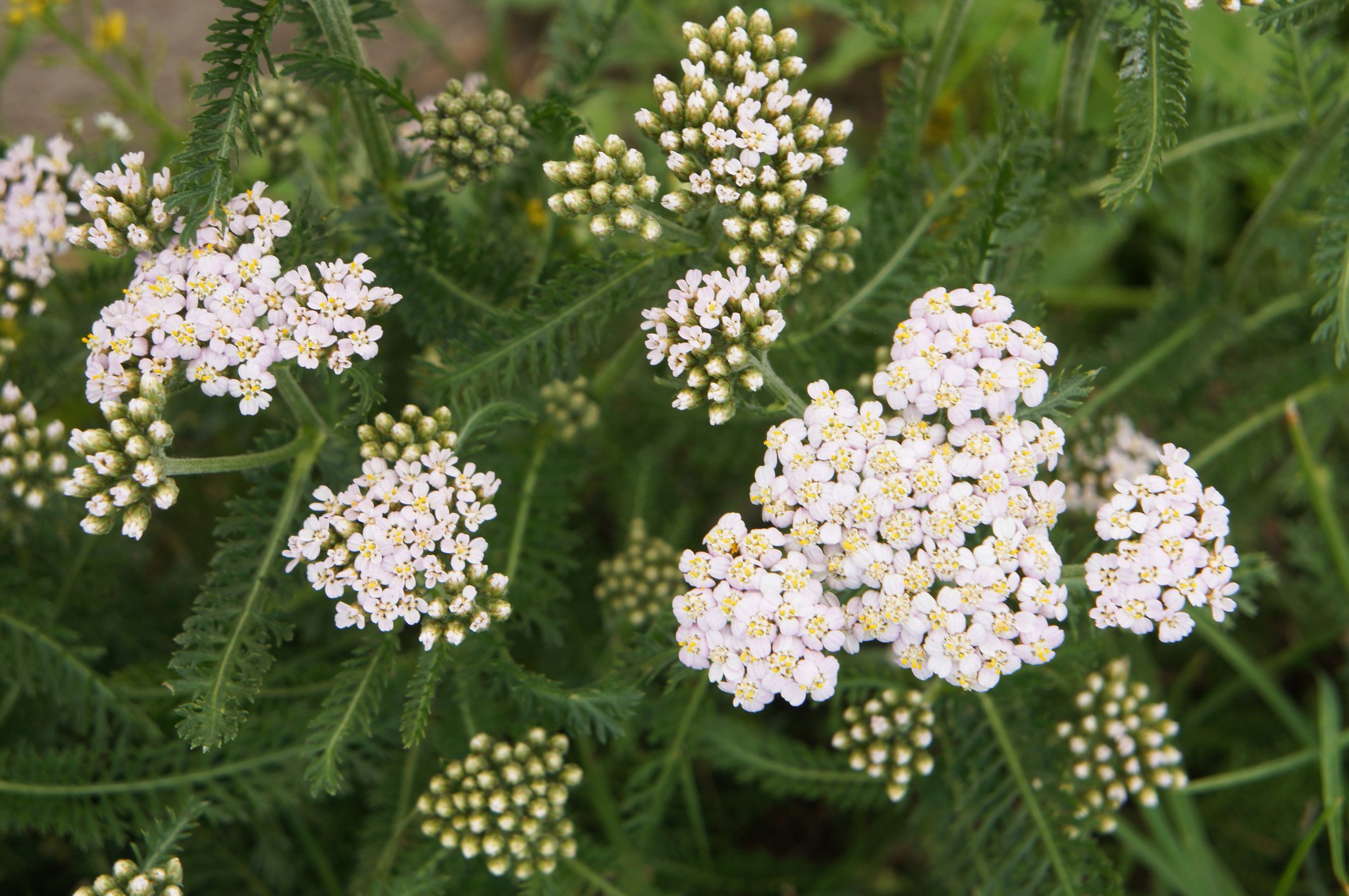 White clusters of small flowers with yellow centers among green fern-like leaves.