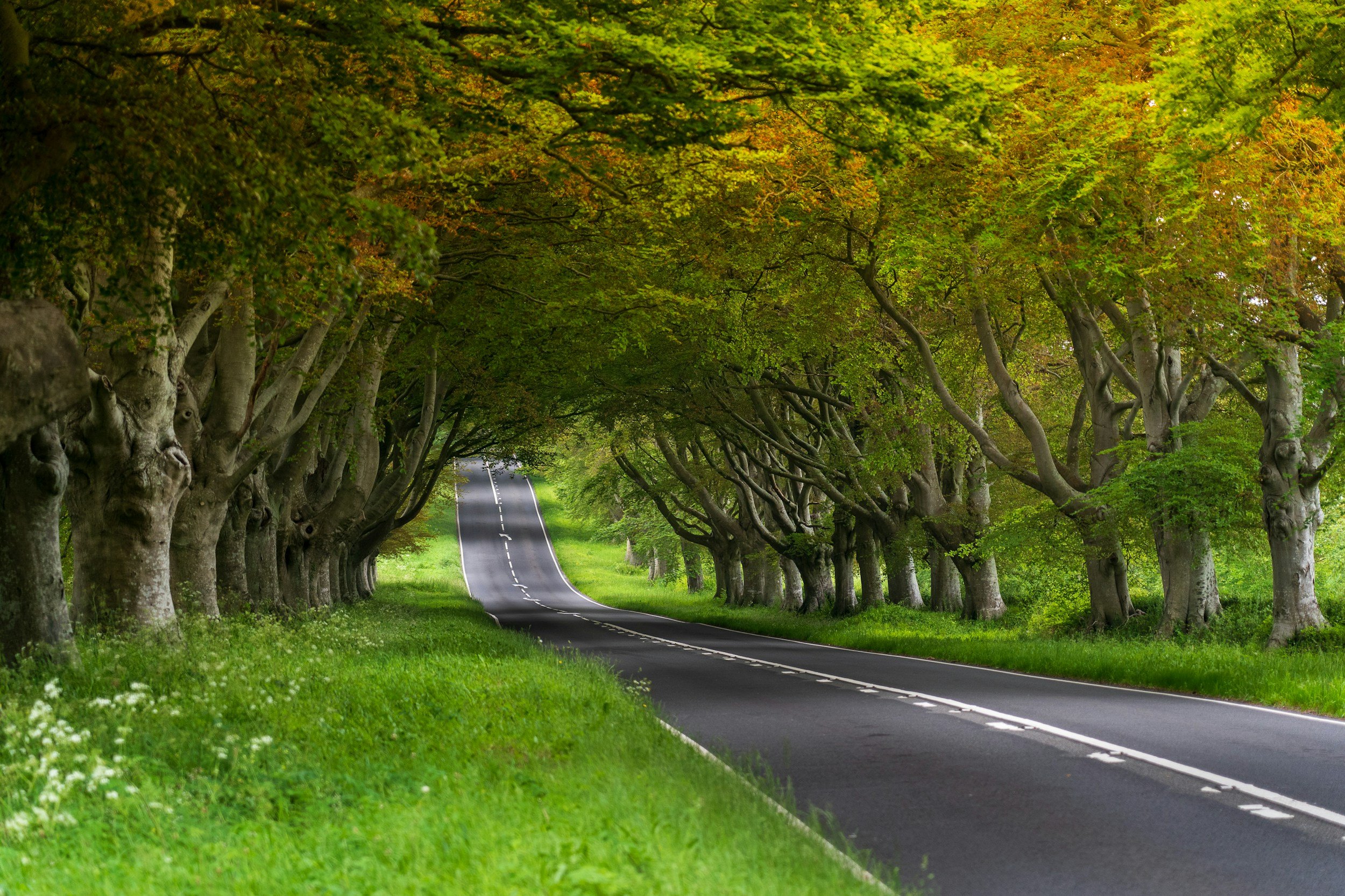 A winding road surrounded by tall trees with green and orange leaves, forming a canopy over the road in a lush, green landscape.