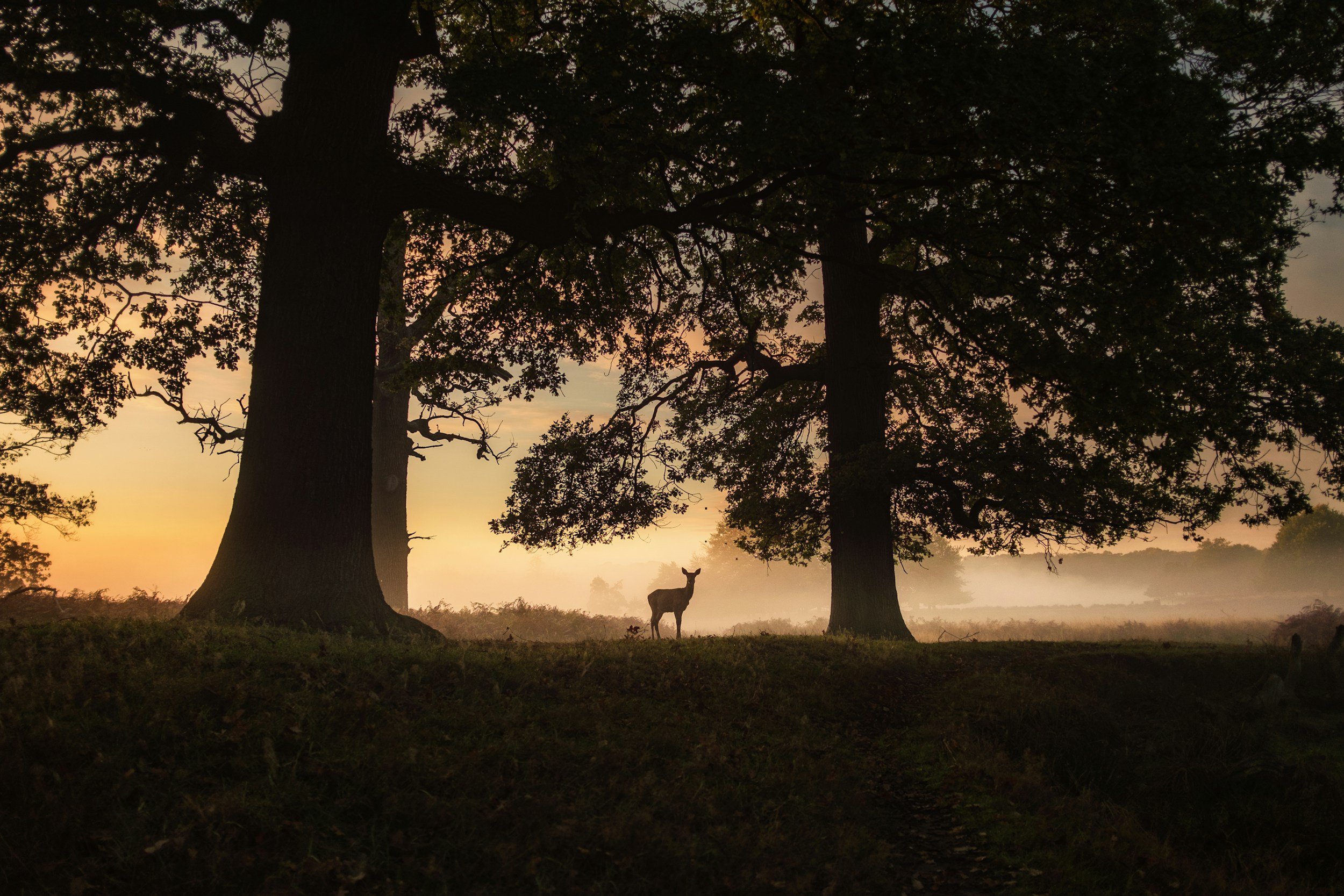 Silhouetted deer standing under large trees at sunrise with misty background