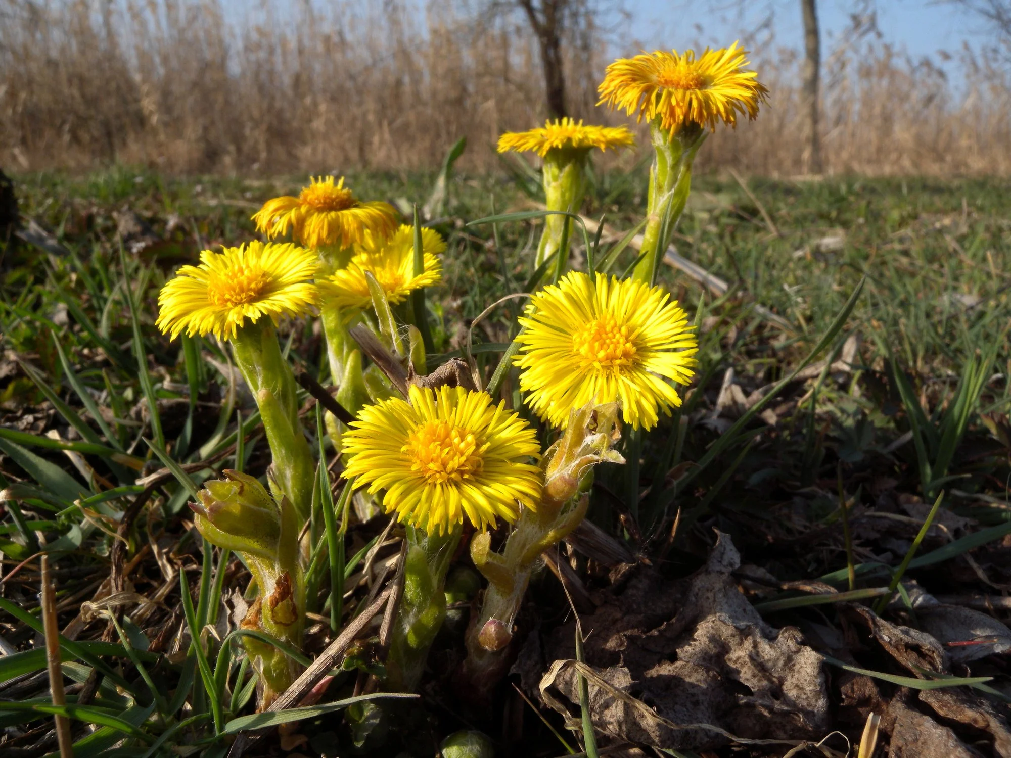 Coltsfoot (Tussilago farfara) – Traditional Herb for Coughs & Lungs ...