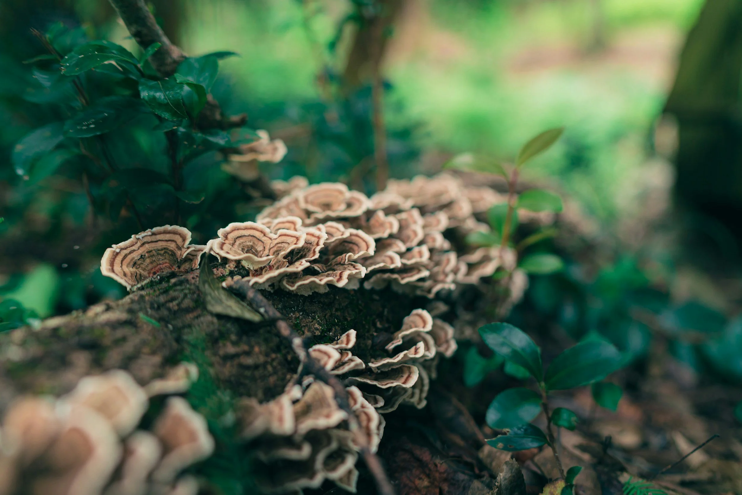 Fungi growing on a fallen log in a lush green forest.