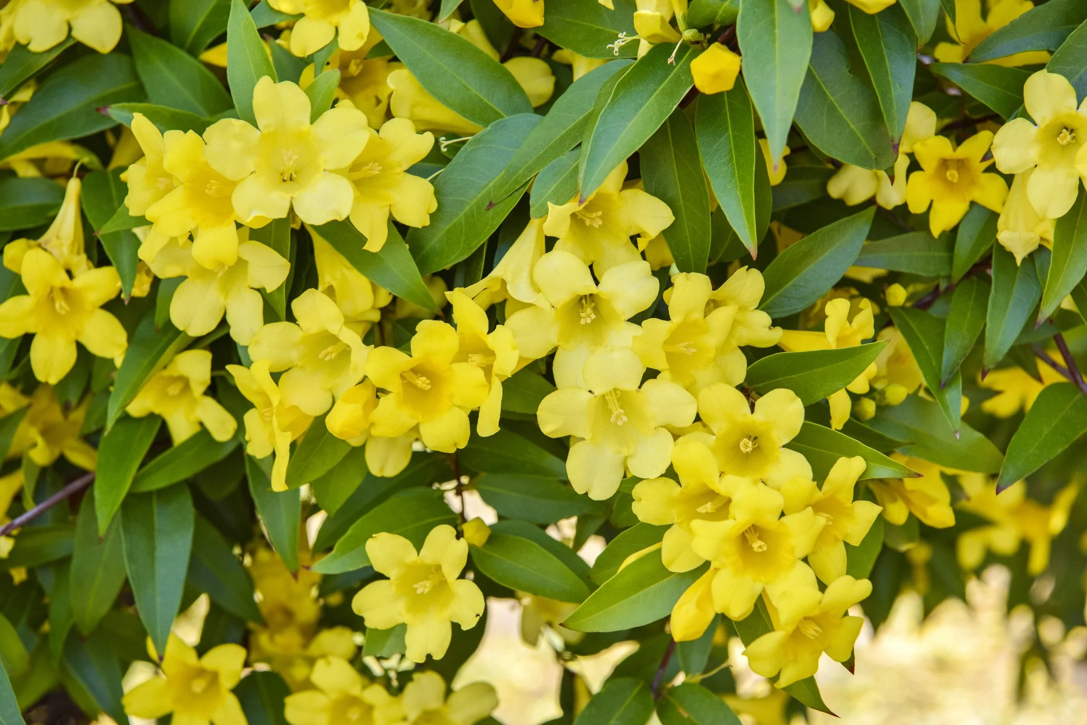 Yellow Jasmine (Gelsemium sempervirens)