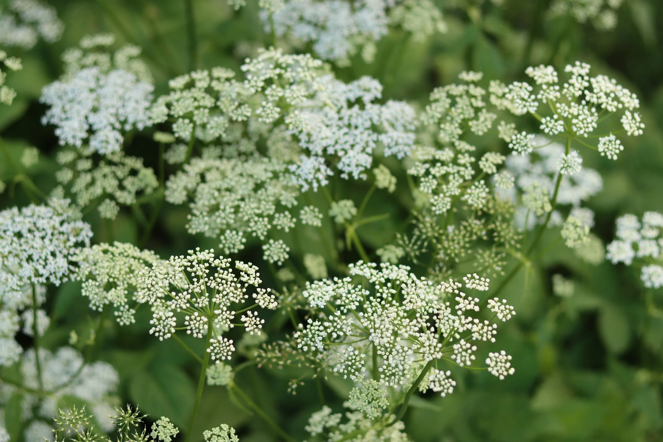 Close-up of white flowering plants with small clustered flowers and green leaves in the background.
