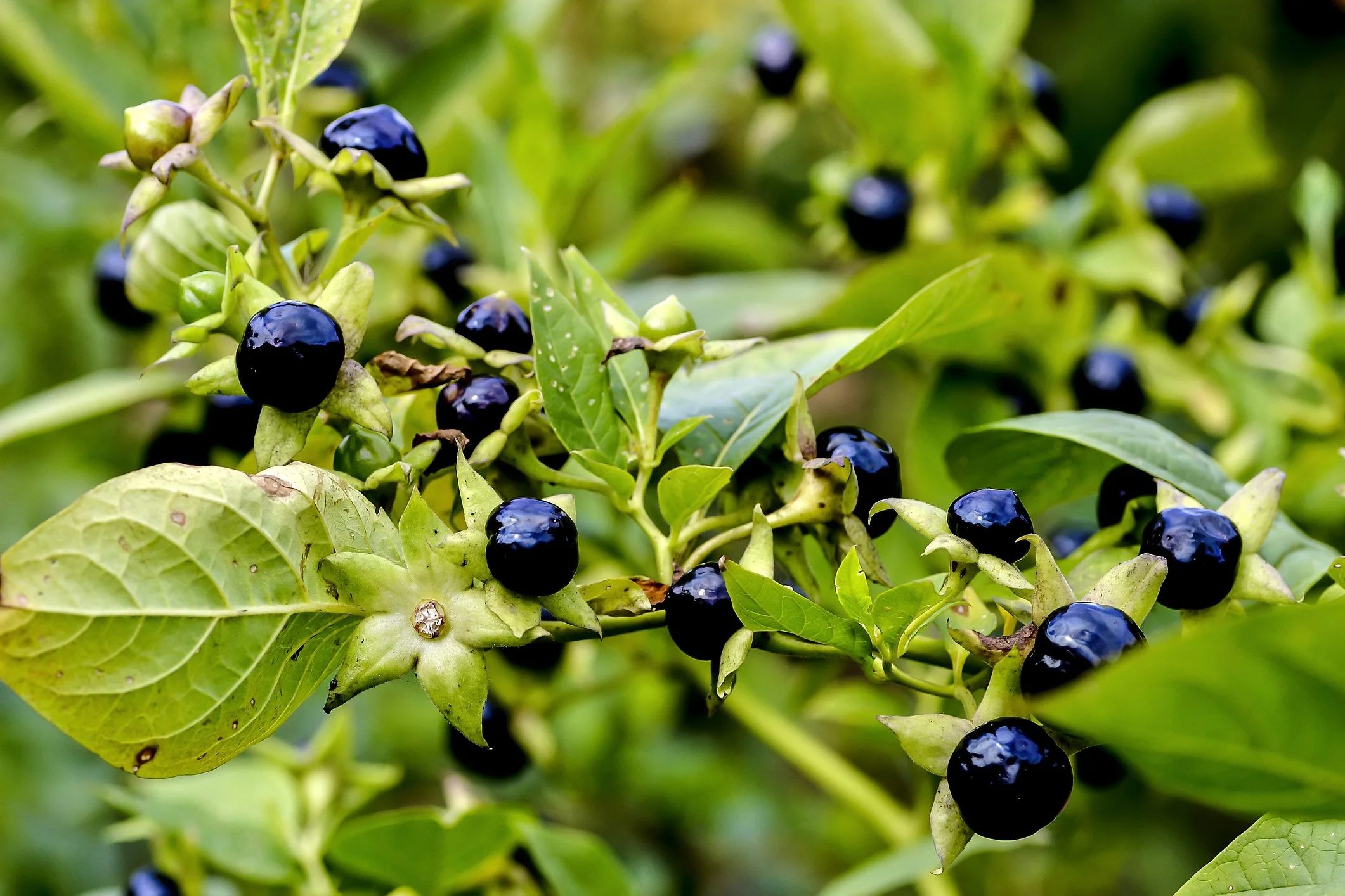 Close-up of a plant with shiny black berries and green leaves.