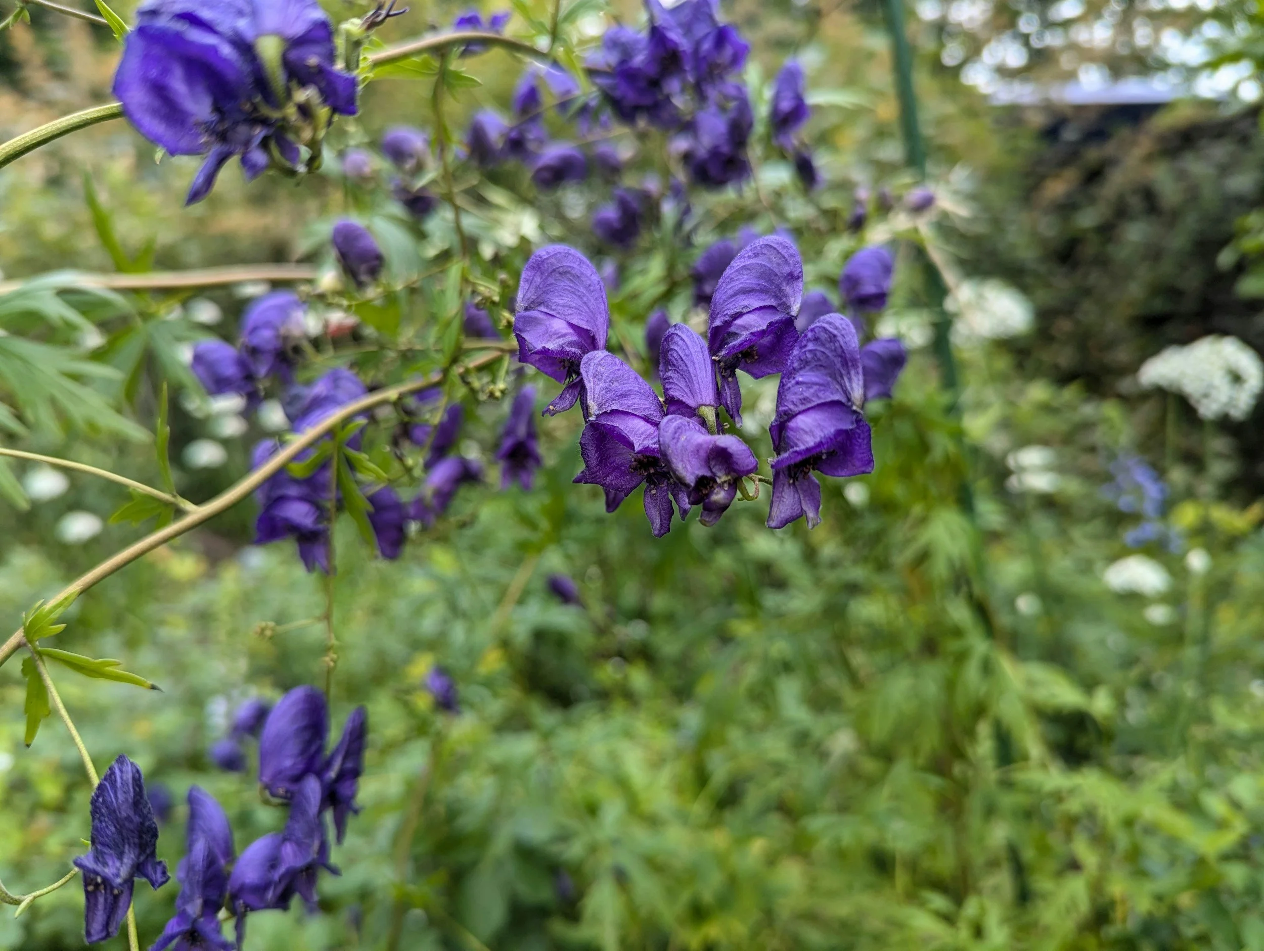 Close-up of purple flowers with green foliage in the background.