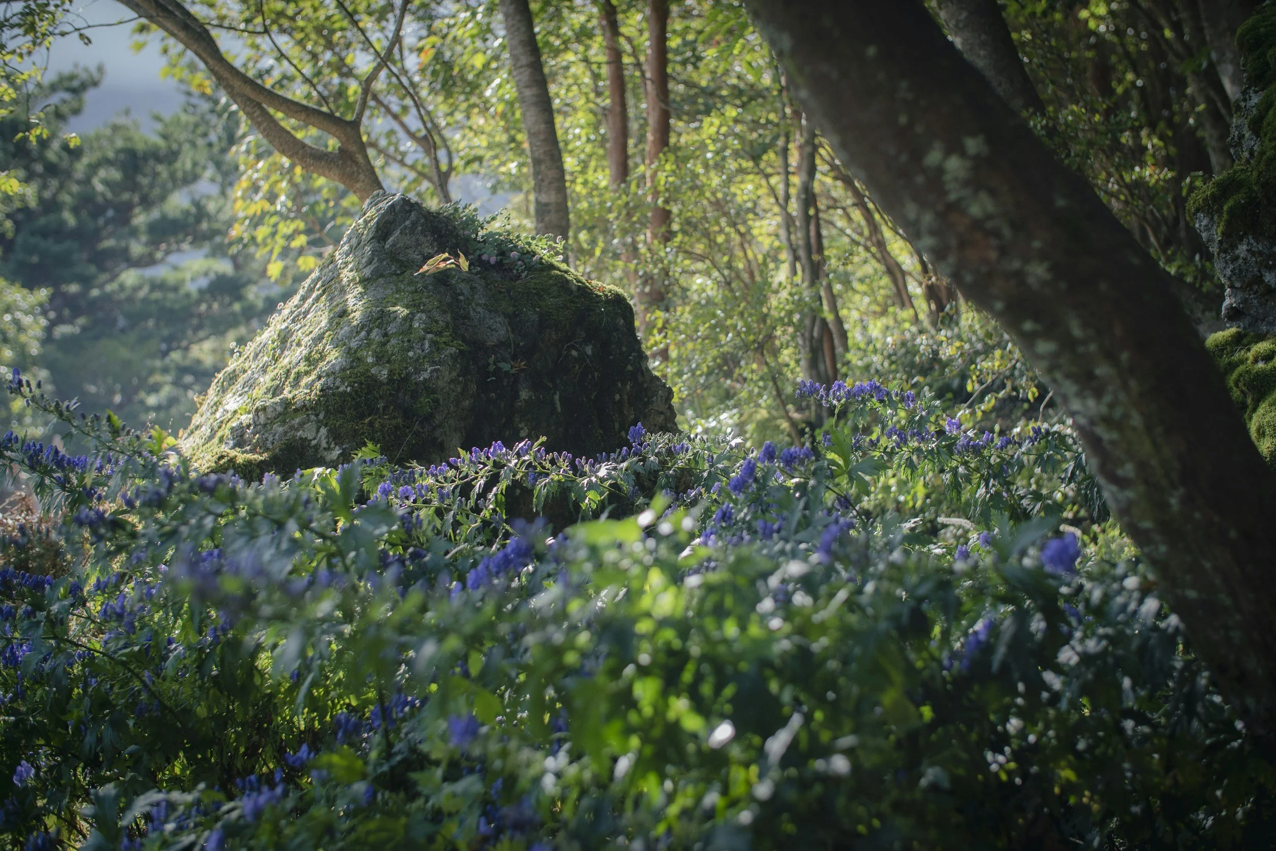 Sunlight filters through a dense forest with trees and purple flowering plants surrounding a moss-covered rock.