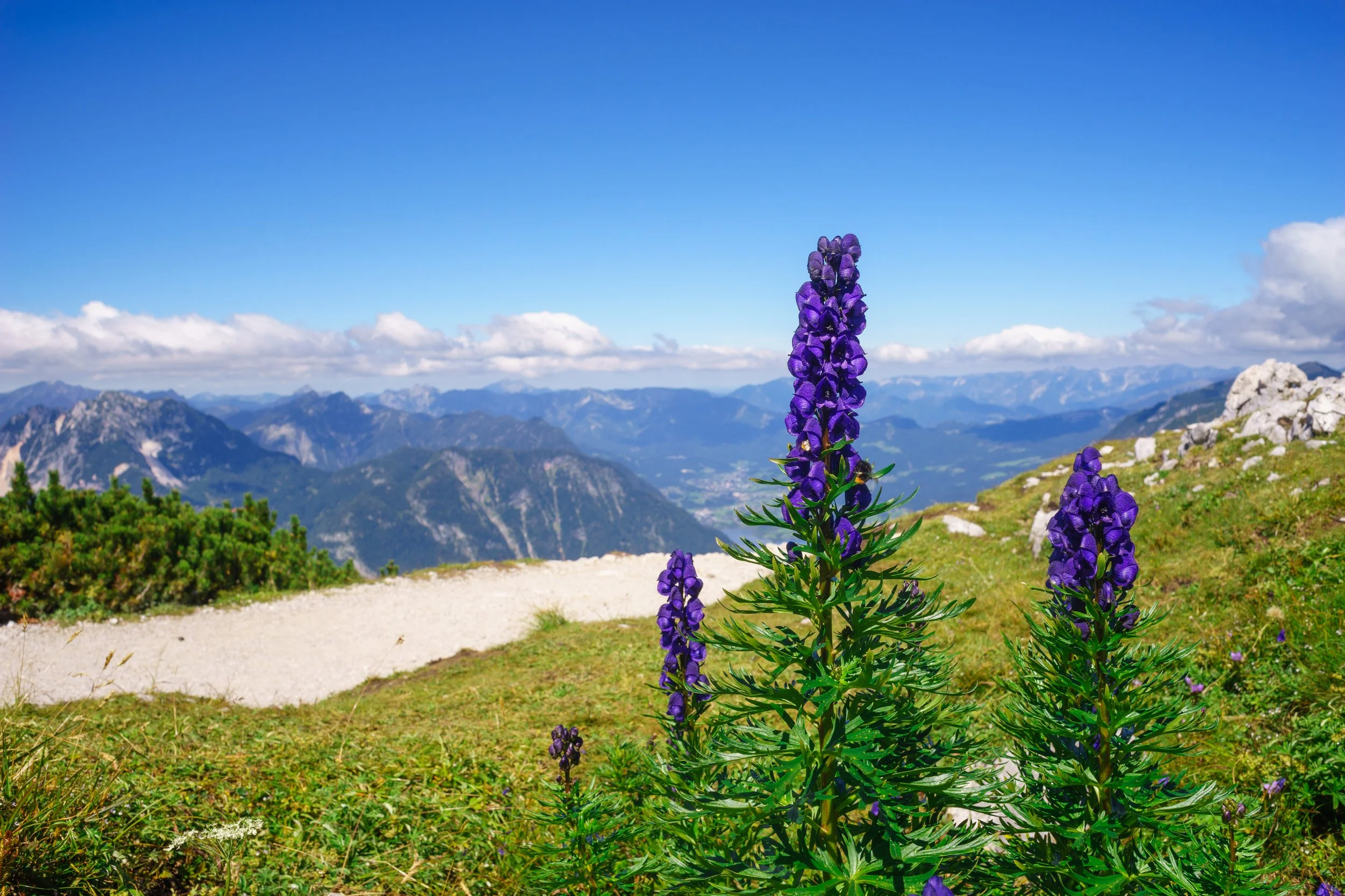 Purple wildflowers on a mountain trail with a backdrop of mountain range and a bright blue sky.