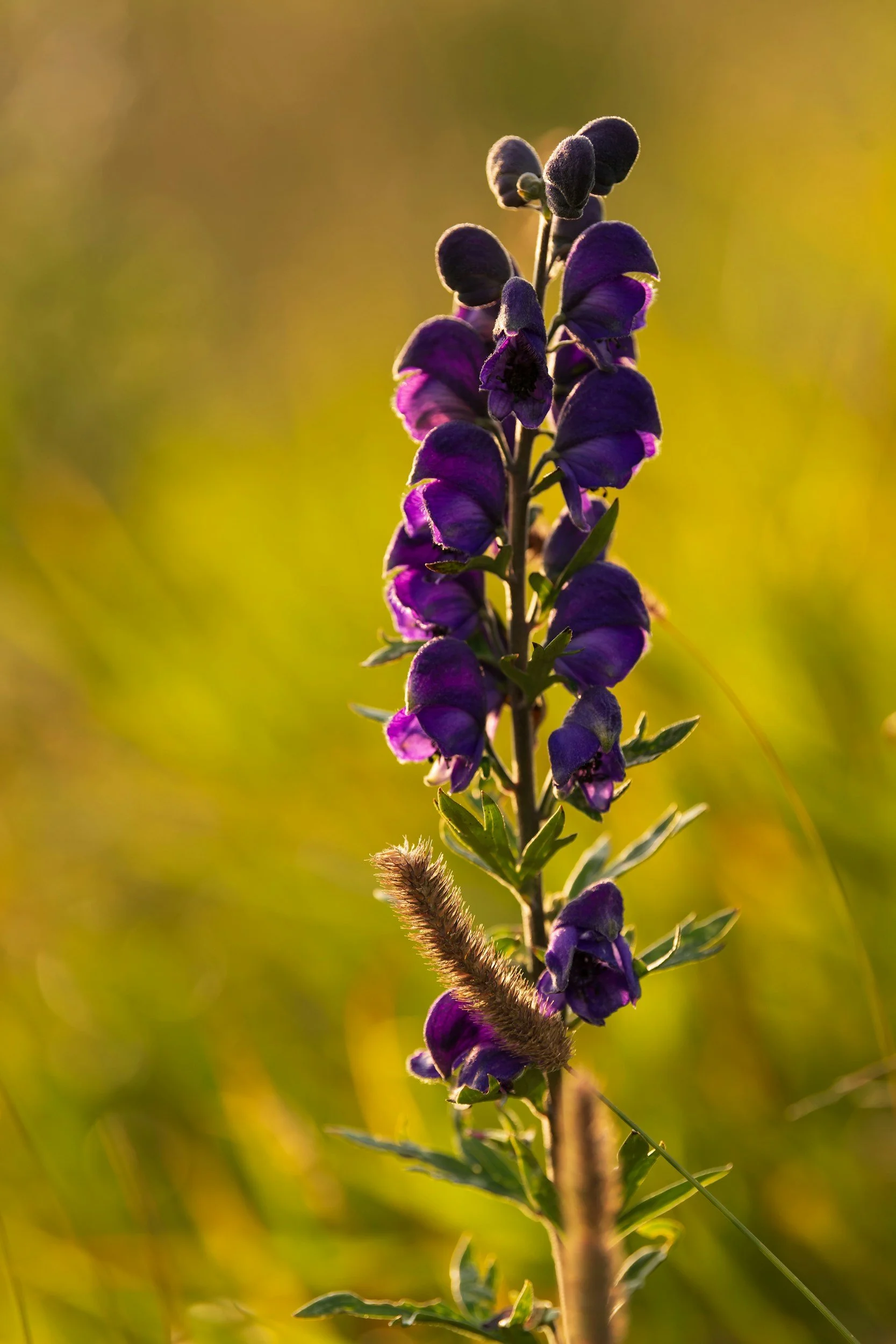Close-up of a purple wildflower with a fuzzy caterpillar climbing its stem, bathed in warm sunlight with a blurry green and yellow background.