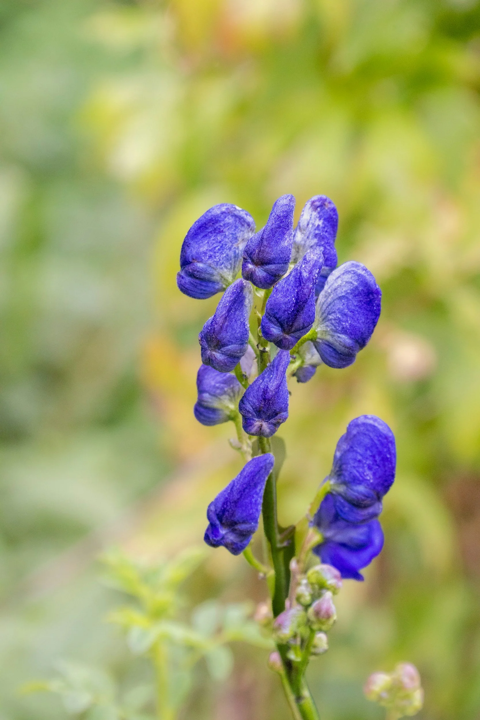 Close-up of a purple flower with multiple buds against a blurred green background.