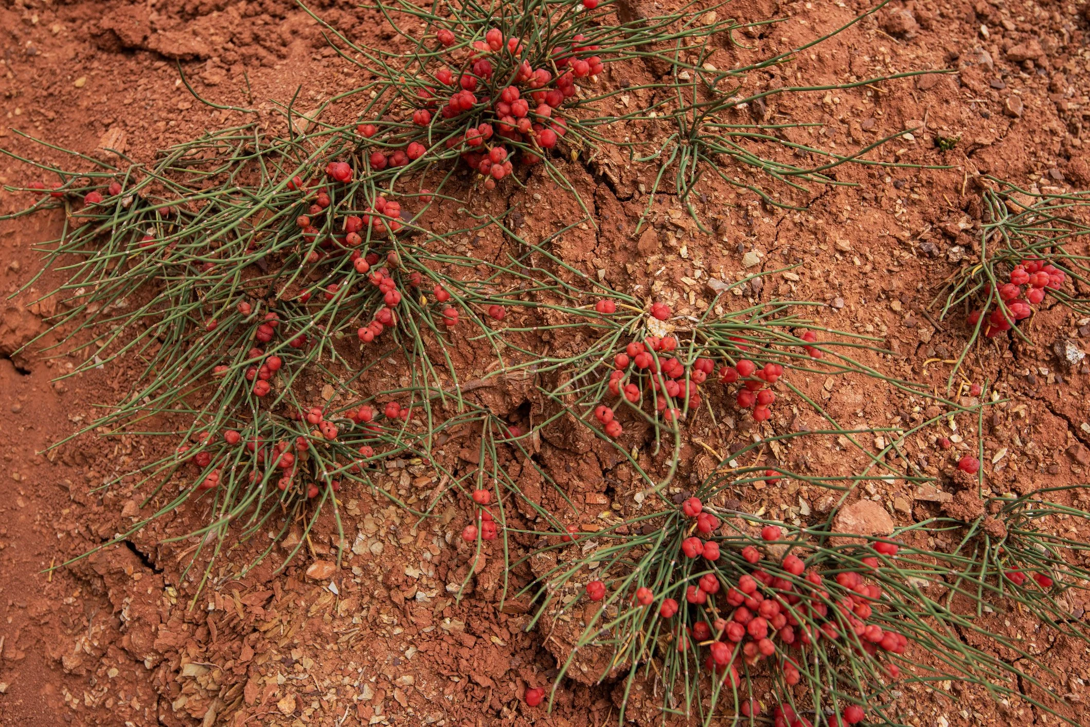Red berries and green needle-like leaves on dry, reddish-brown soil ground.