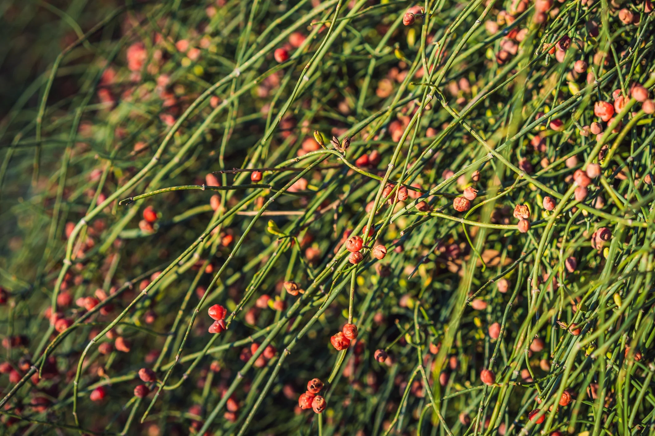Close-up of green grass-like plants with small, round, reddish-brown berries on thin stems.