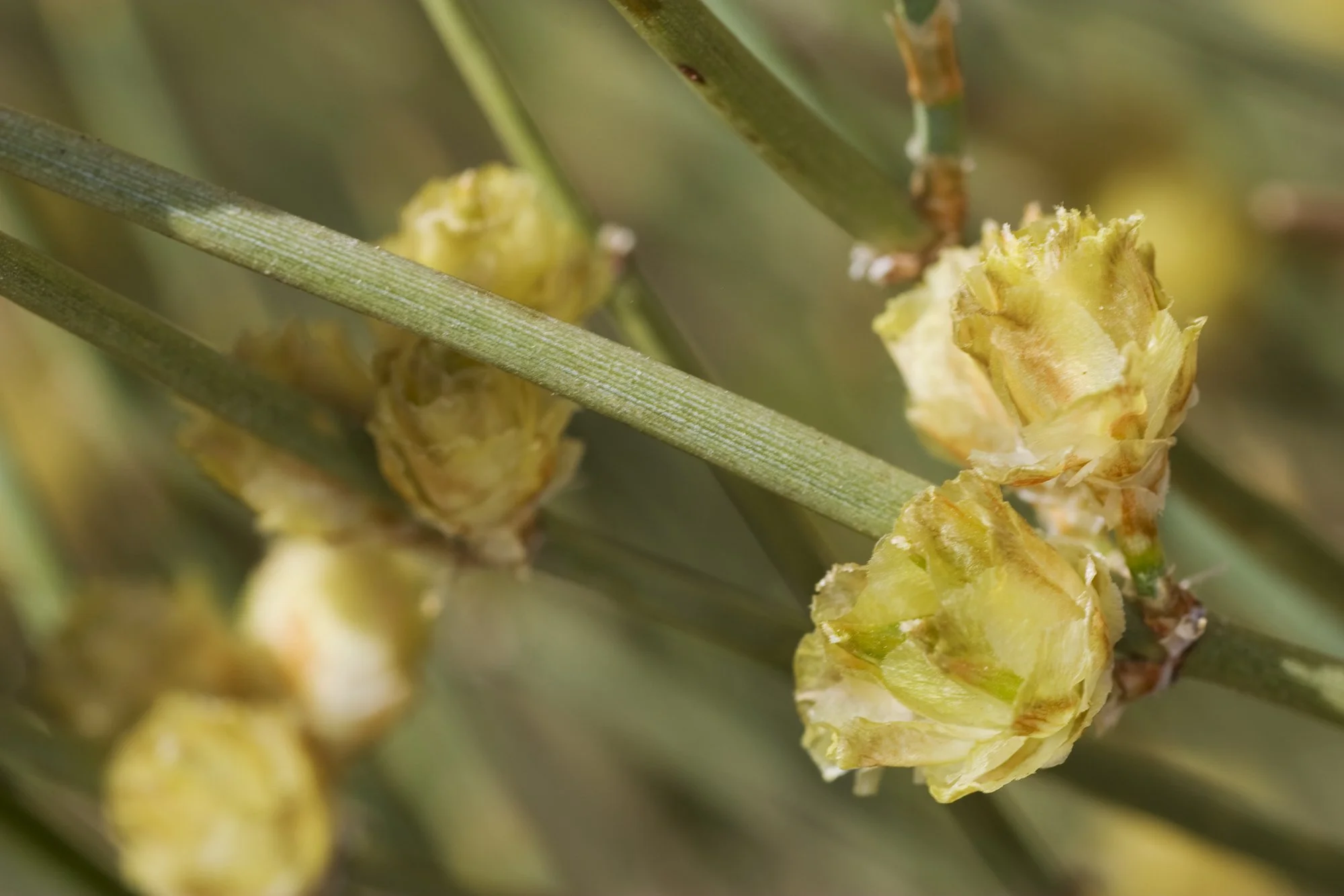 Close-up of yellowish-green plant buds or flowers on green stems.