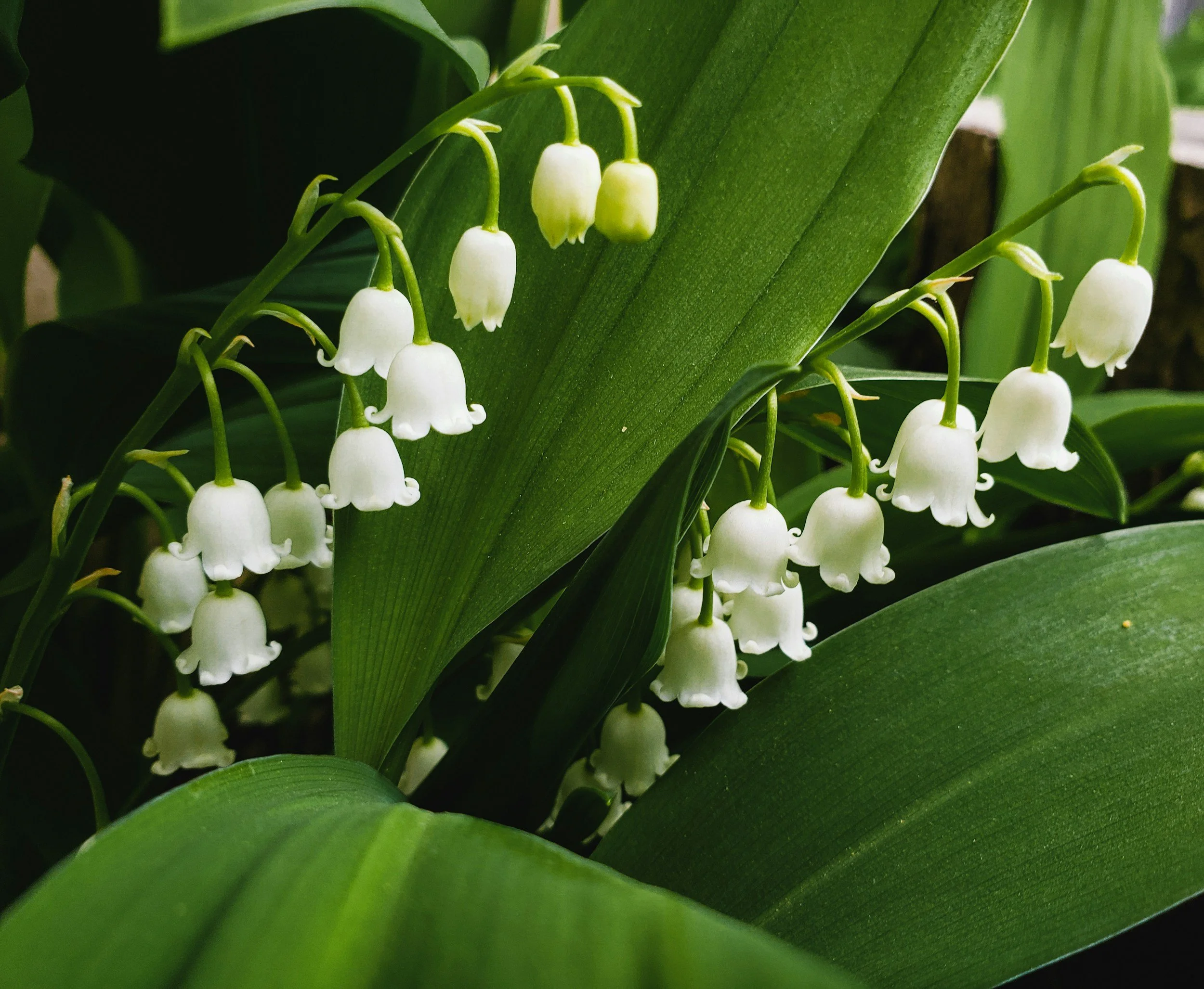 Clusters of white lily of the valley flowers hanging from green stems surrounded by large green leaves.