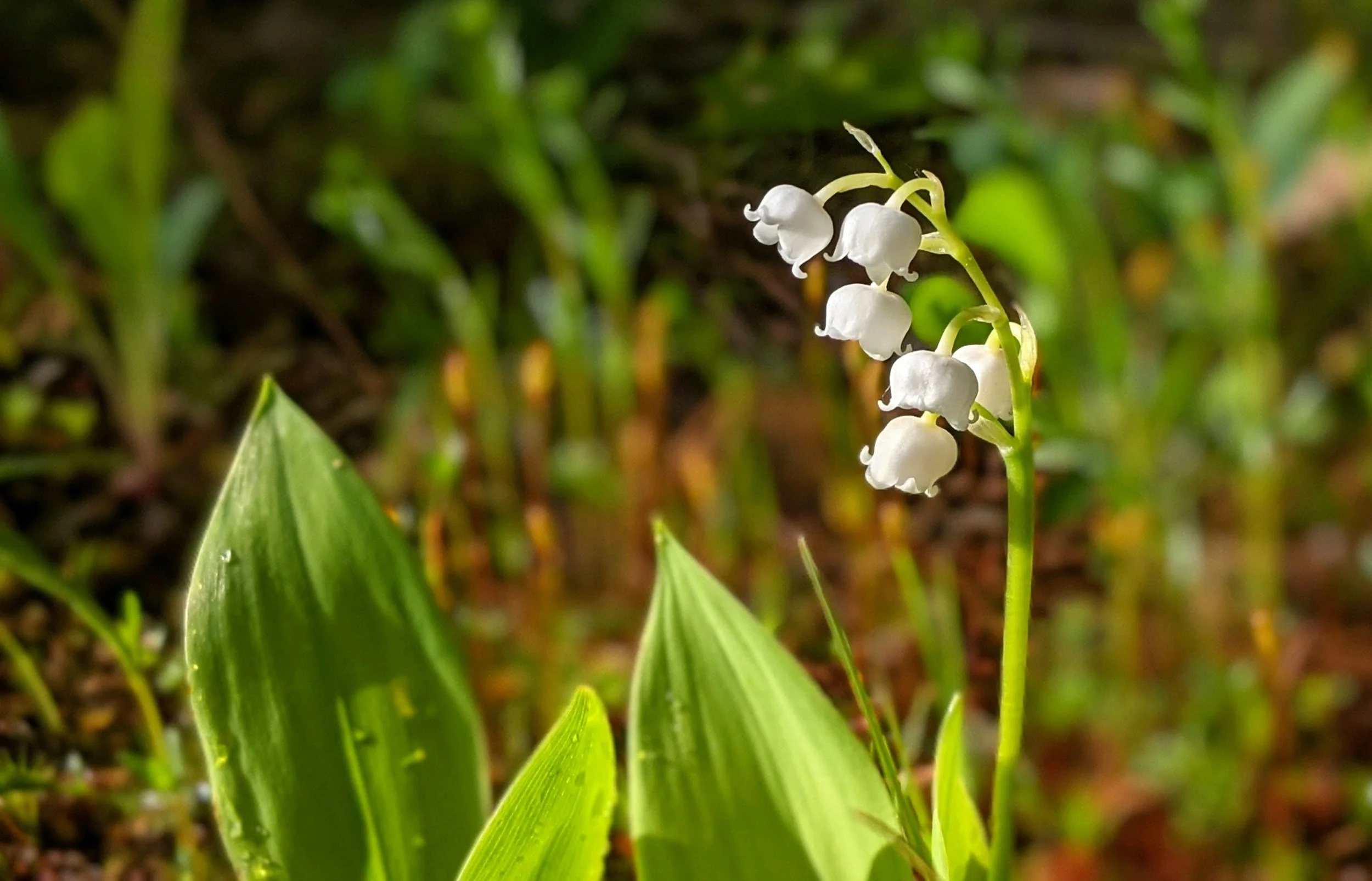 A close-up of a lily of the valley flower with small white bell-shaped blooms on a green stem surrounded by green leaves.