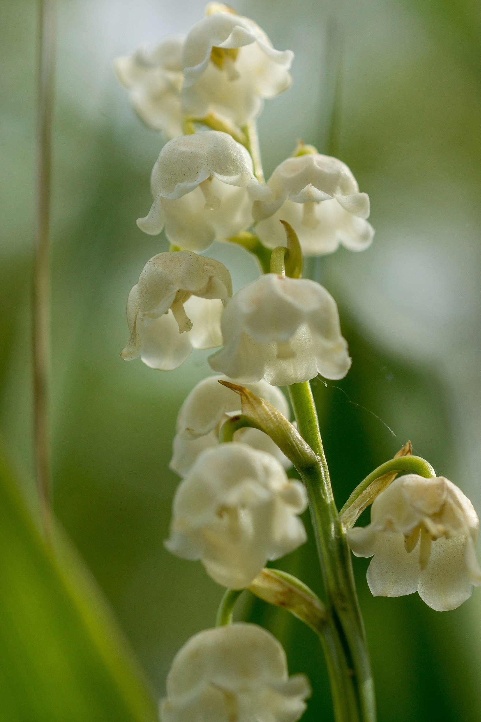 Close-up of white lily of the valley flowers with green blurred background.