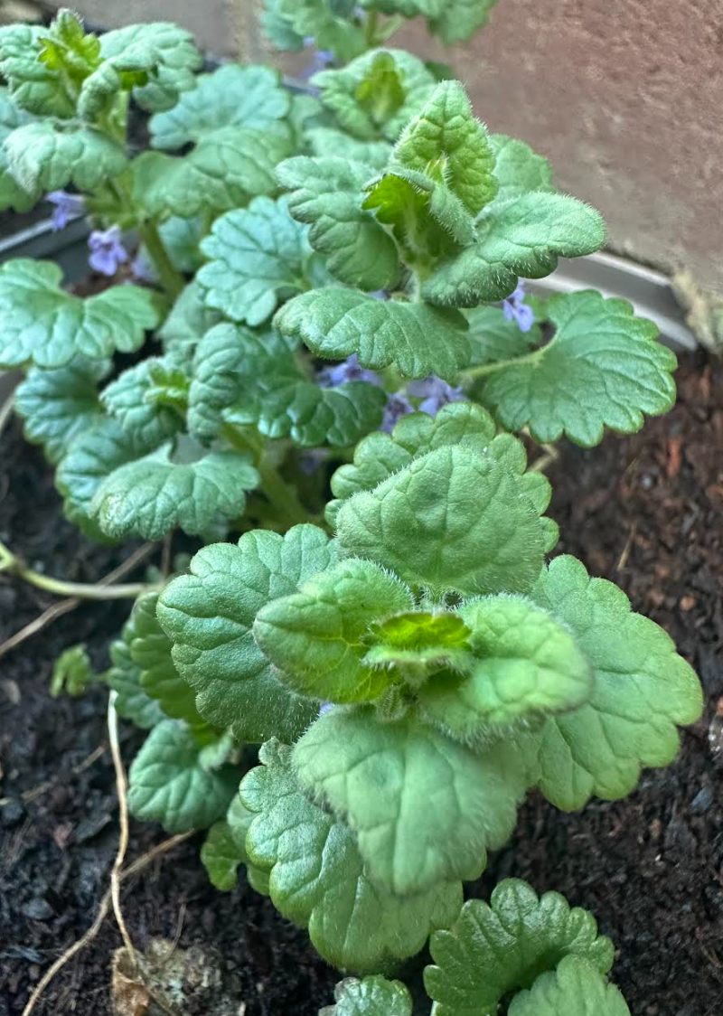 Close-up of a green plant with rounded, slightly serrated leaves growing in dark soil, with small purple flowers visible in the background.
