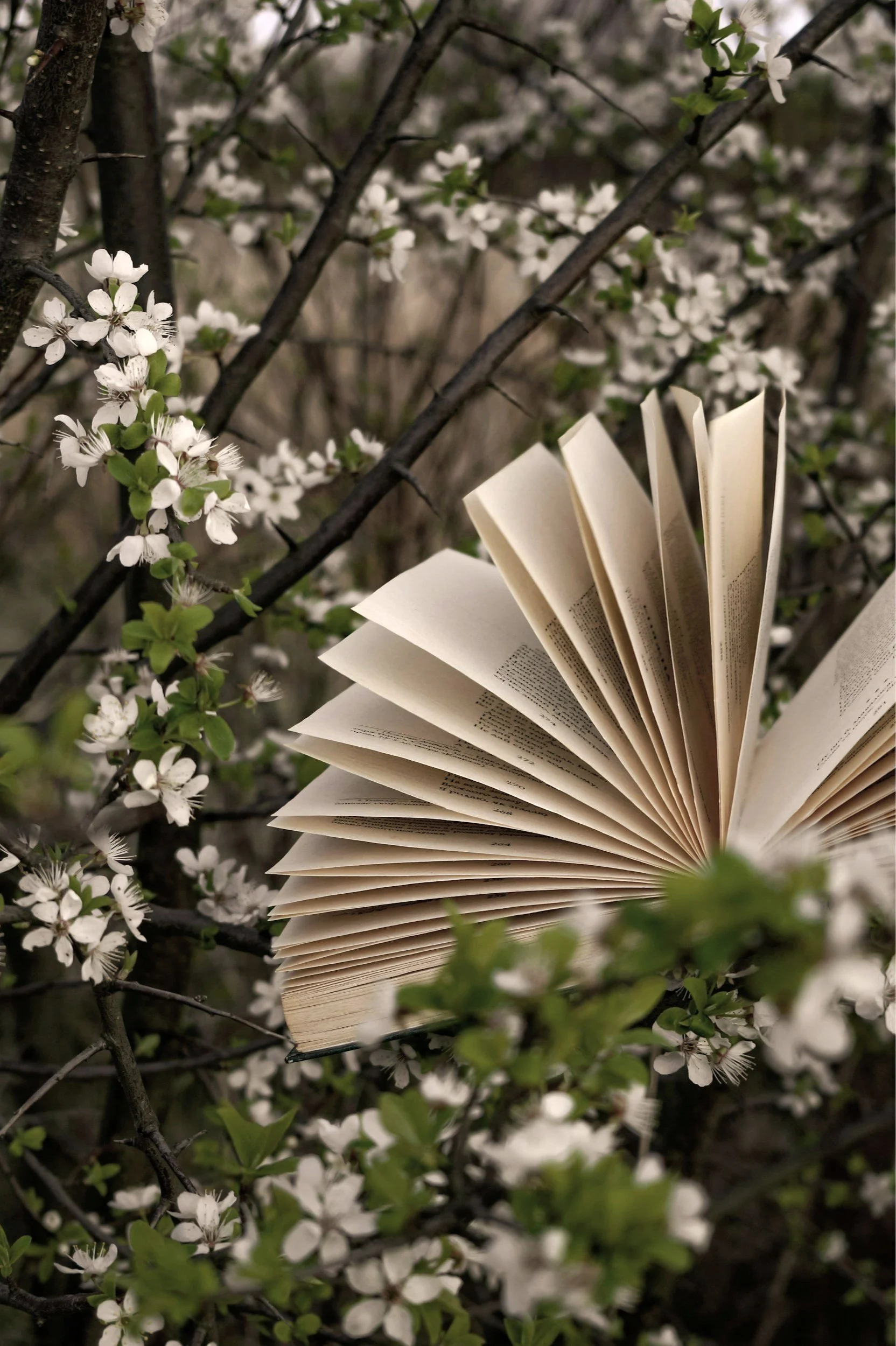 Book with open pages in a Hawthorn tree