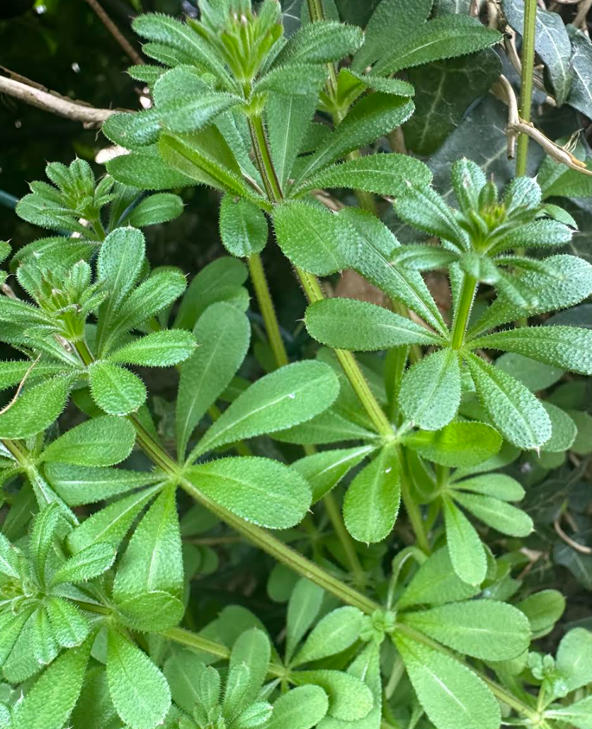 Galium aparine (Cleavers)