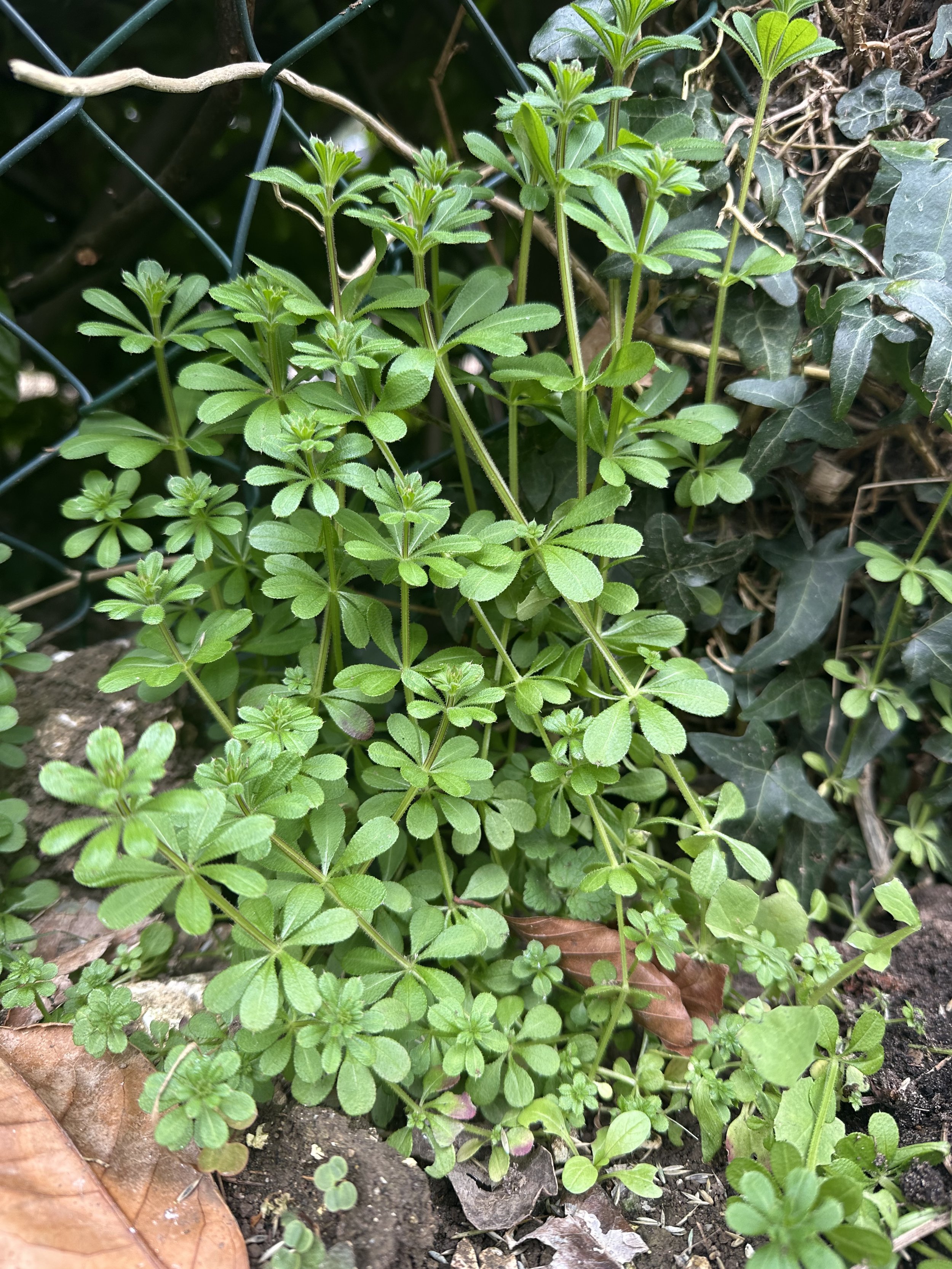 Galium aparine (Cleavers)