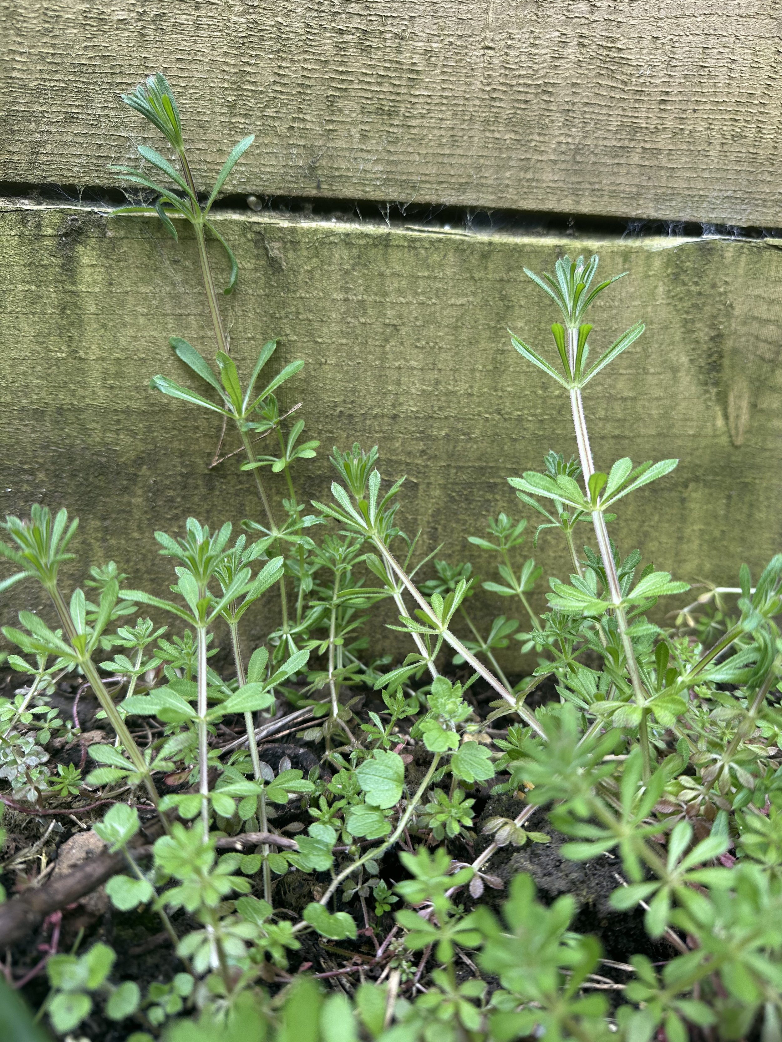 Galium aparine (Cleavers)