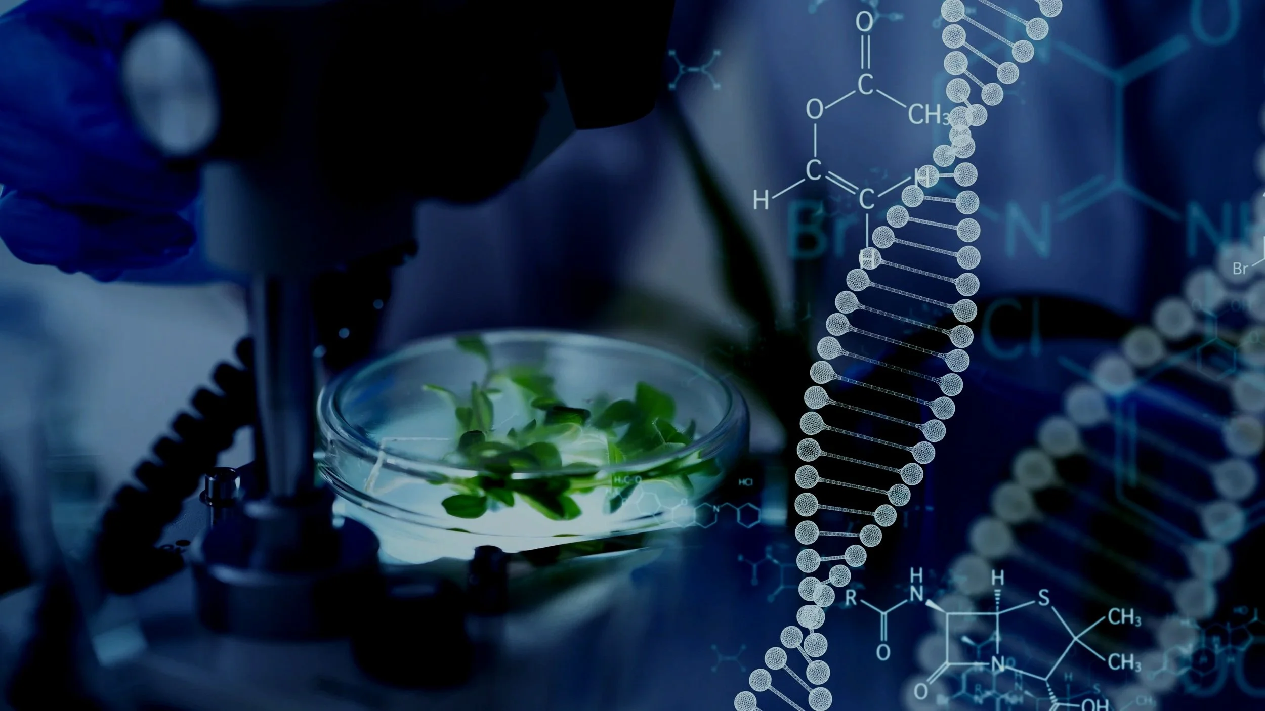A scientist in a laboratory working with a petri dish containing green plant samples, with a digital overlay of DNA helix and chemical structures.