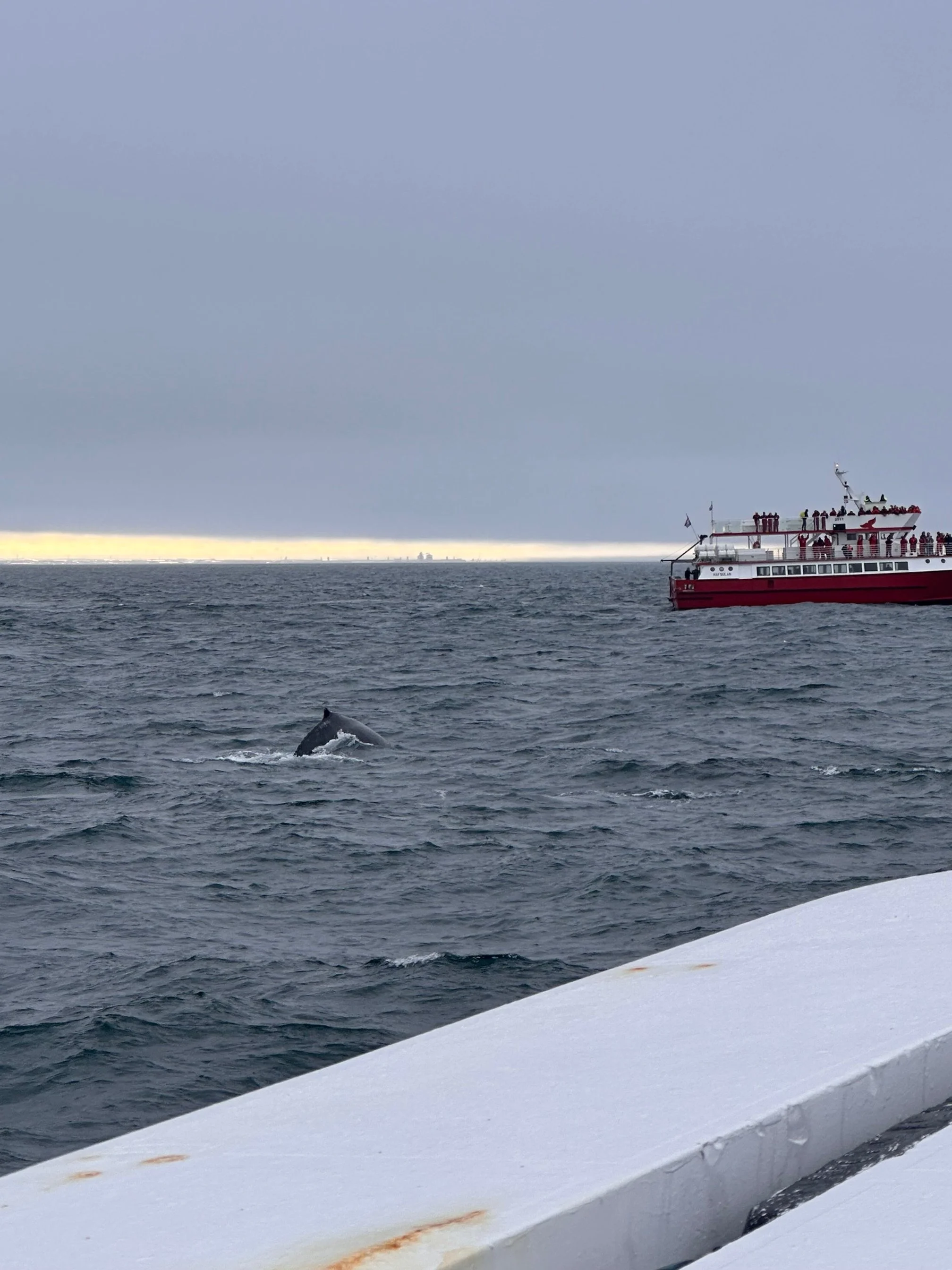 Whale watching of the coast of Iceland, red whale watching vessel in the background and a humpback wale diving.