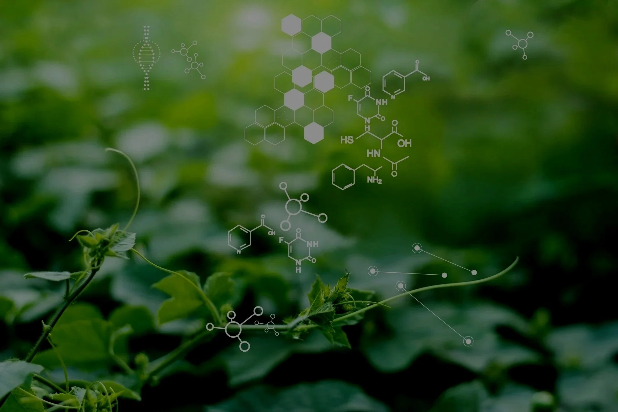 Close-up of green plant leaves with scientific chemical structures overlayed in the foreground.