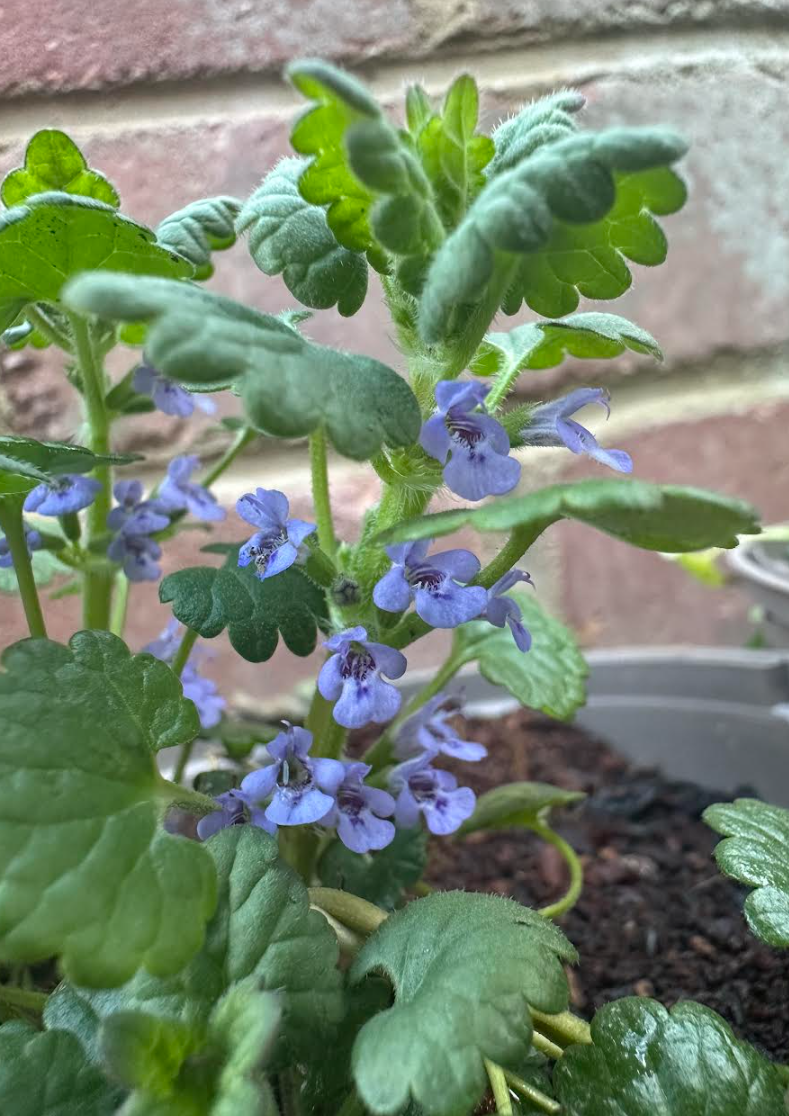 Close-up of a potted plant with green, serrated leaves and small purple-blue flowers, positioned against a brick wall.