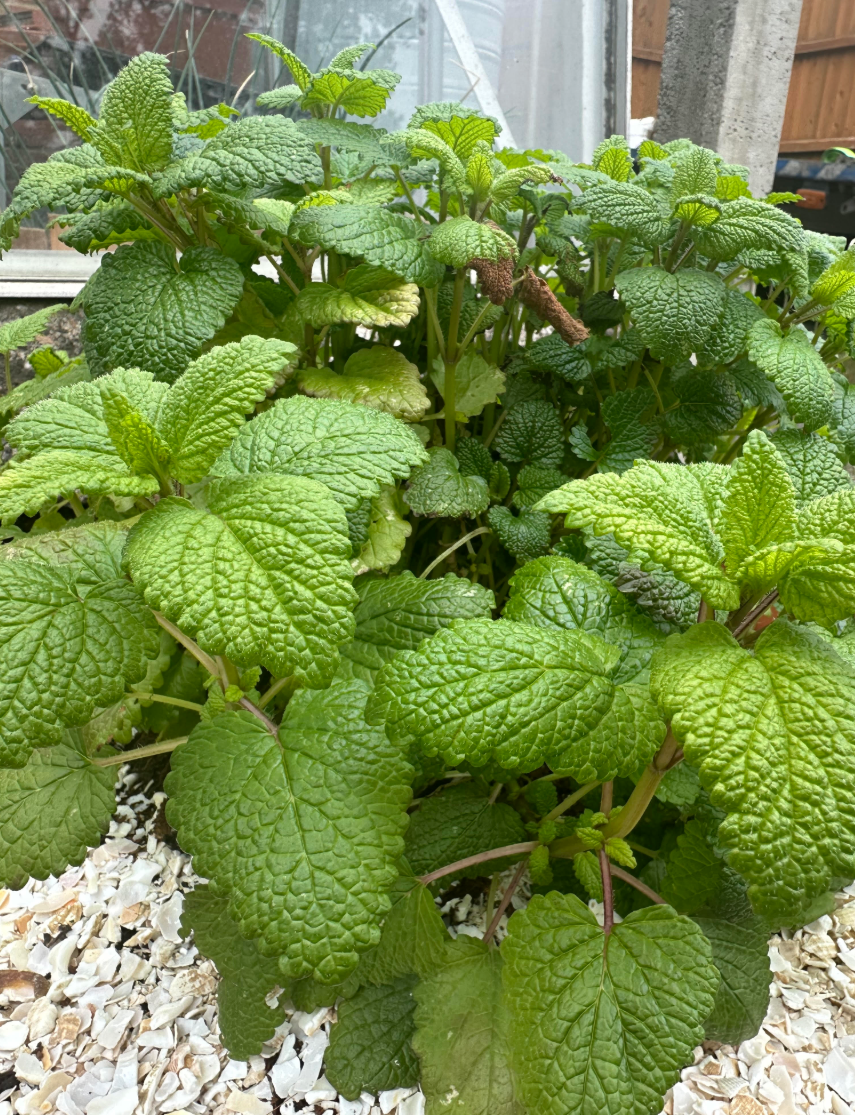 Growing mint plant with green textured leaves in a garden bed with white gravel.