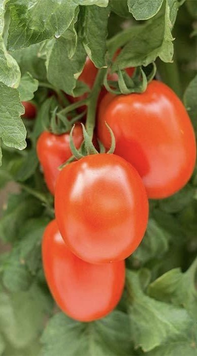 Roma Tomatoes