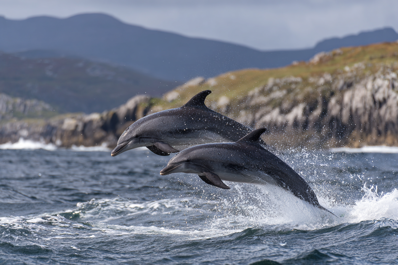 Inishowen Boating | Boat Trips, Fishing Charters & Coastal Adventures ...