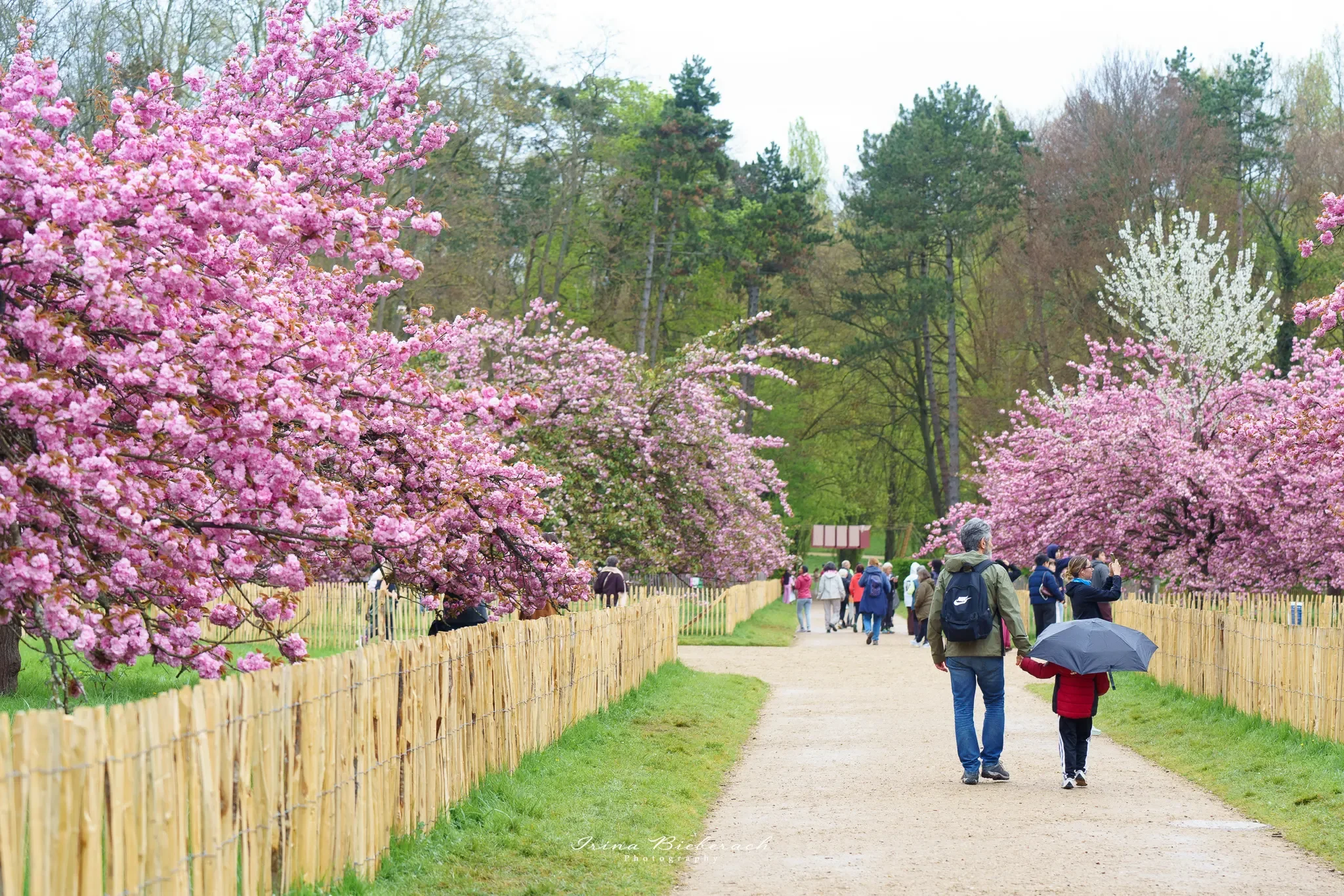 L'allée du bosquet Nord des cerisiers en fleurs du Parc de Sceaux