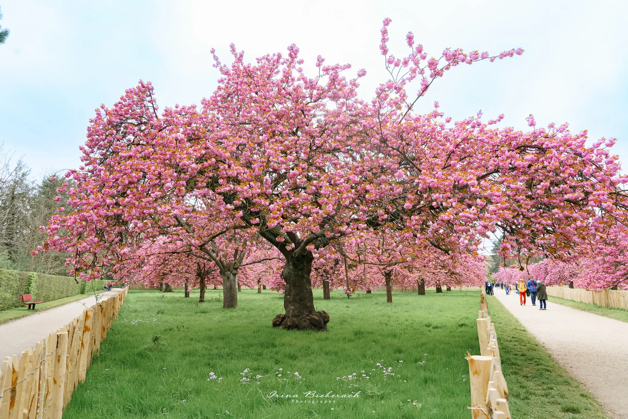Cerisiers en fleurs au Parc de Sceaux 2026 : Réservation, accès et meilleurs spots photo