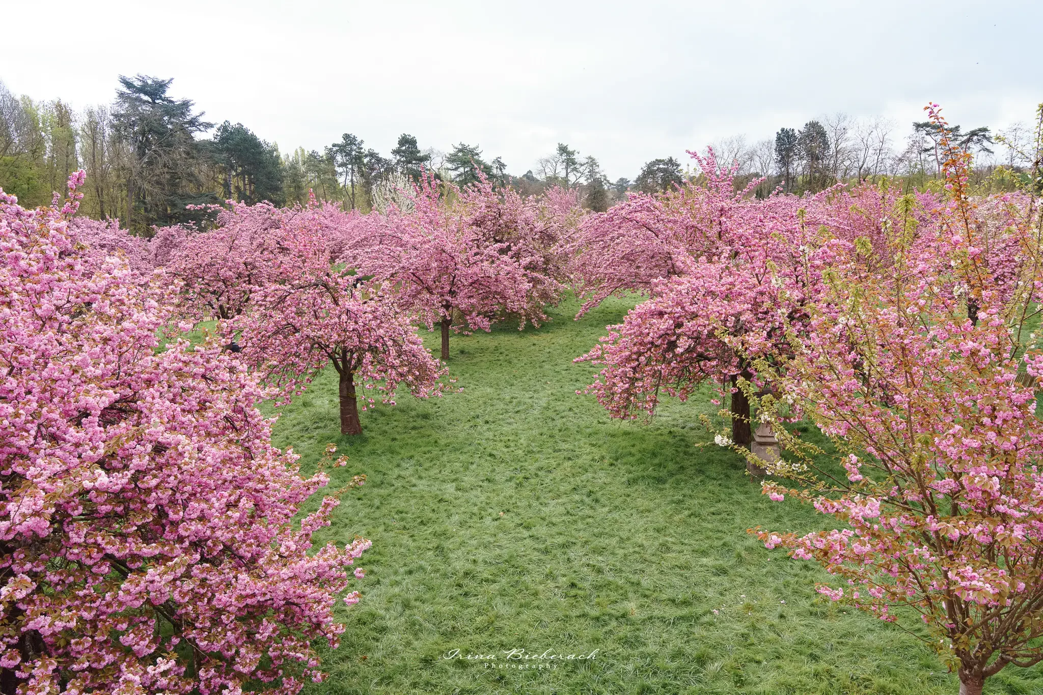 Plusieurs cerisiers en fleurs au Parc de Sceaux depuis les Belvédère du 2026