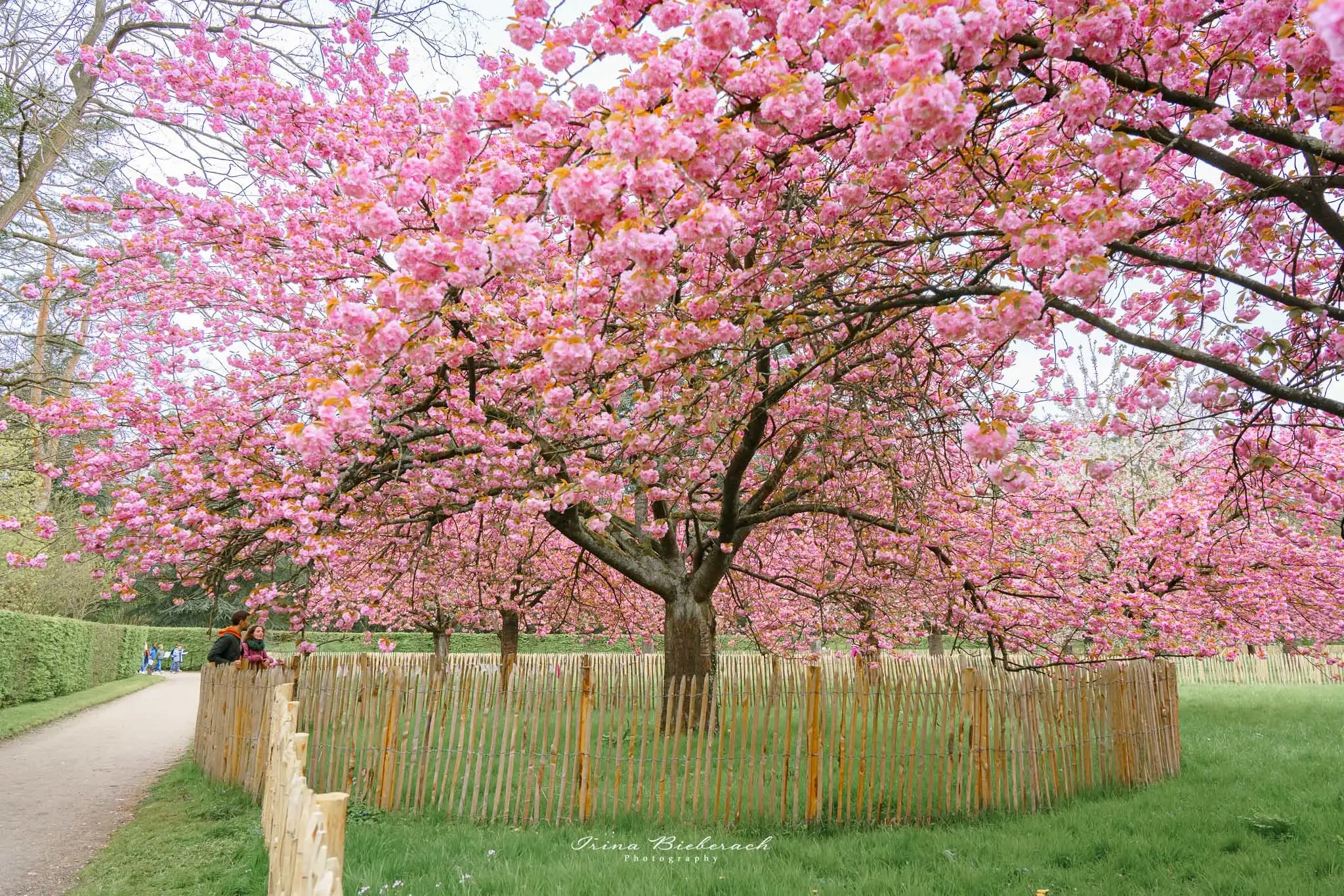 Cerisier rose du Japon protégé par barrière au Parc de Sceaux 2026