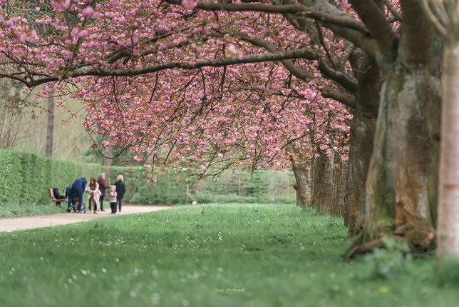 Allée des cerisiers roses fleuris au Parc de Sceaux
