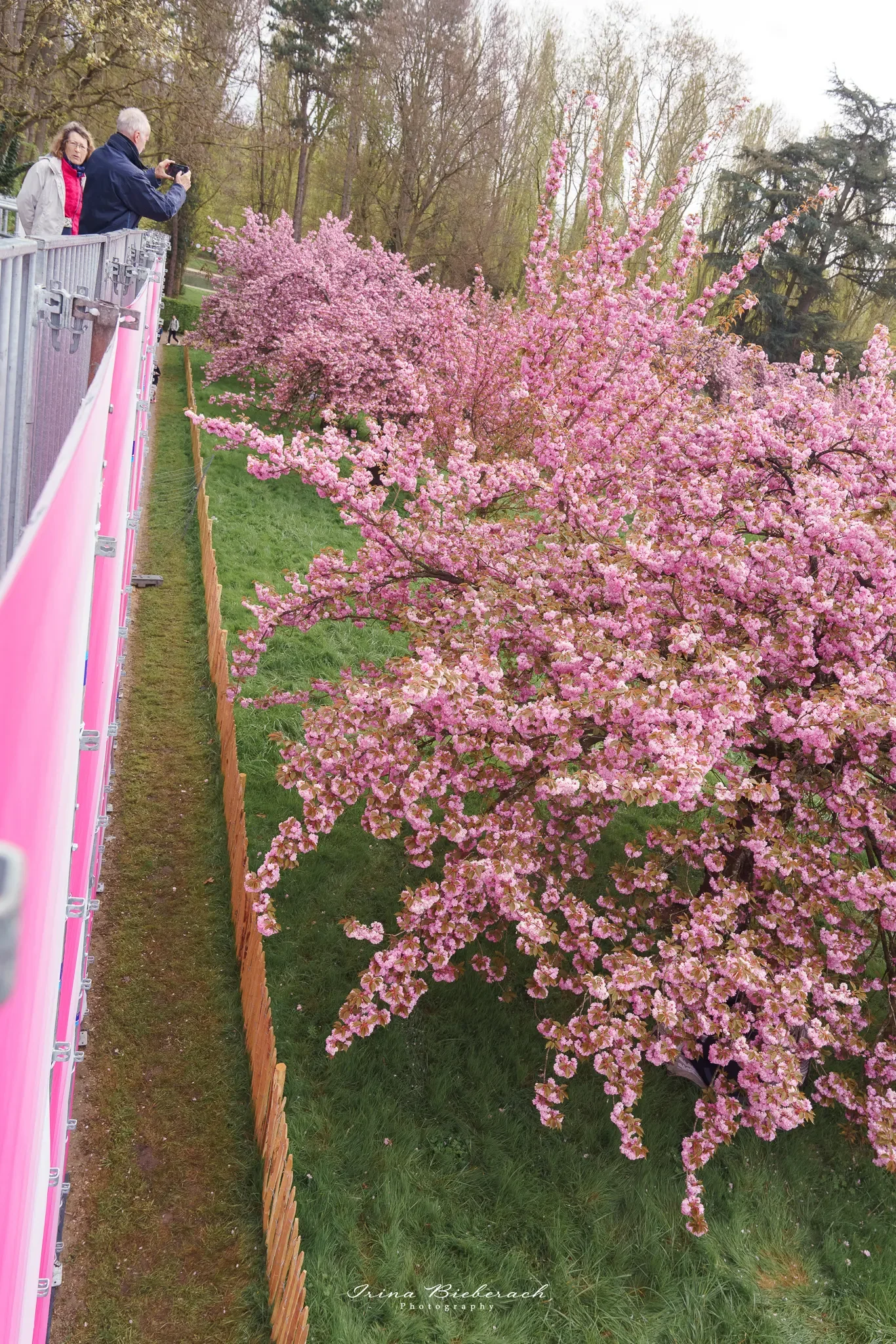 Cerisiers en fleur pris en photos depuis le belvédère du Parc de Sceaux
