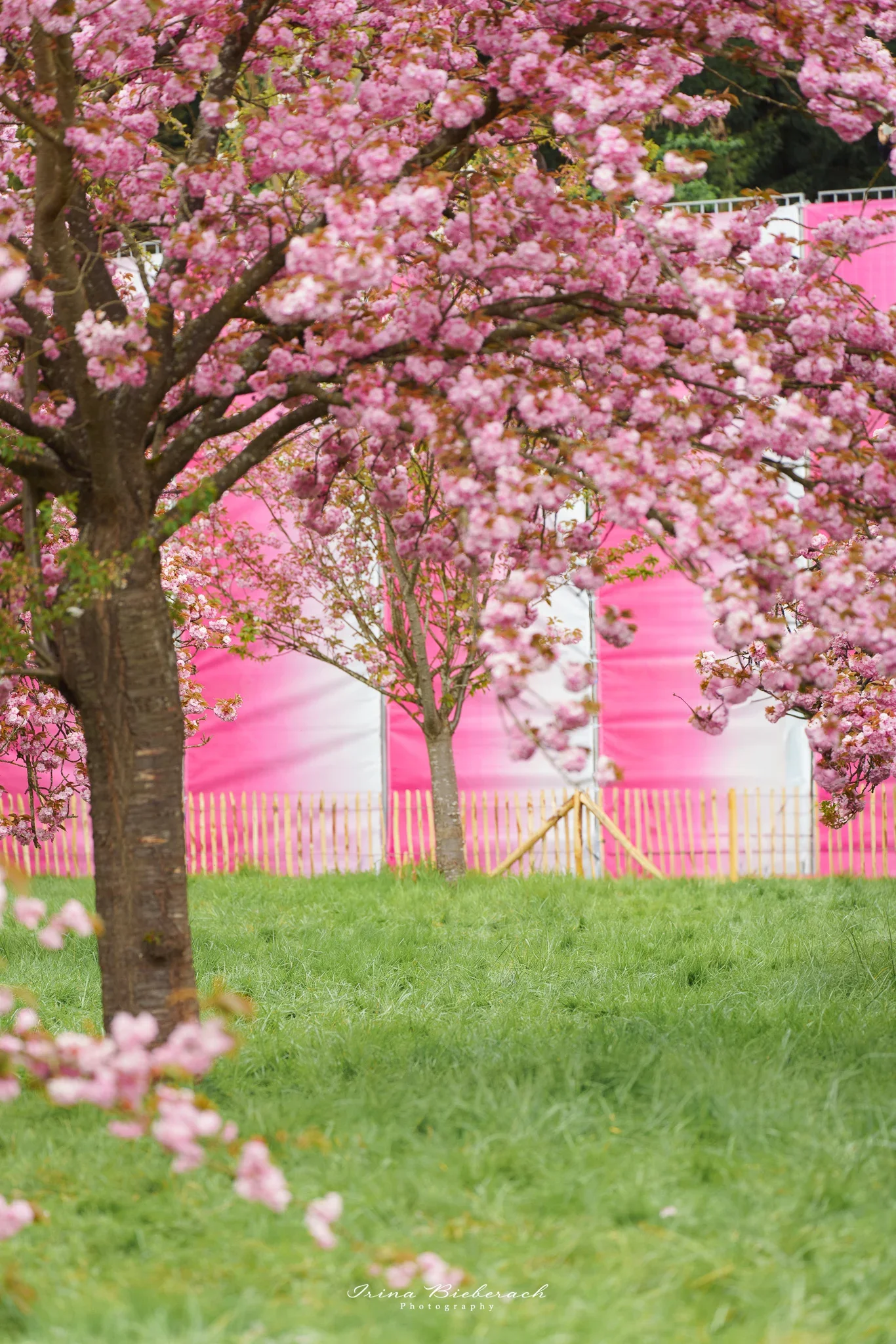 Cerisier japonais devant le belvédère du parc de sceaux installé en 2026